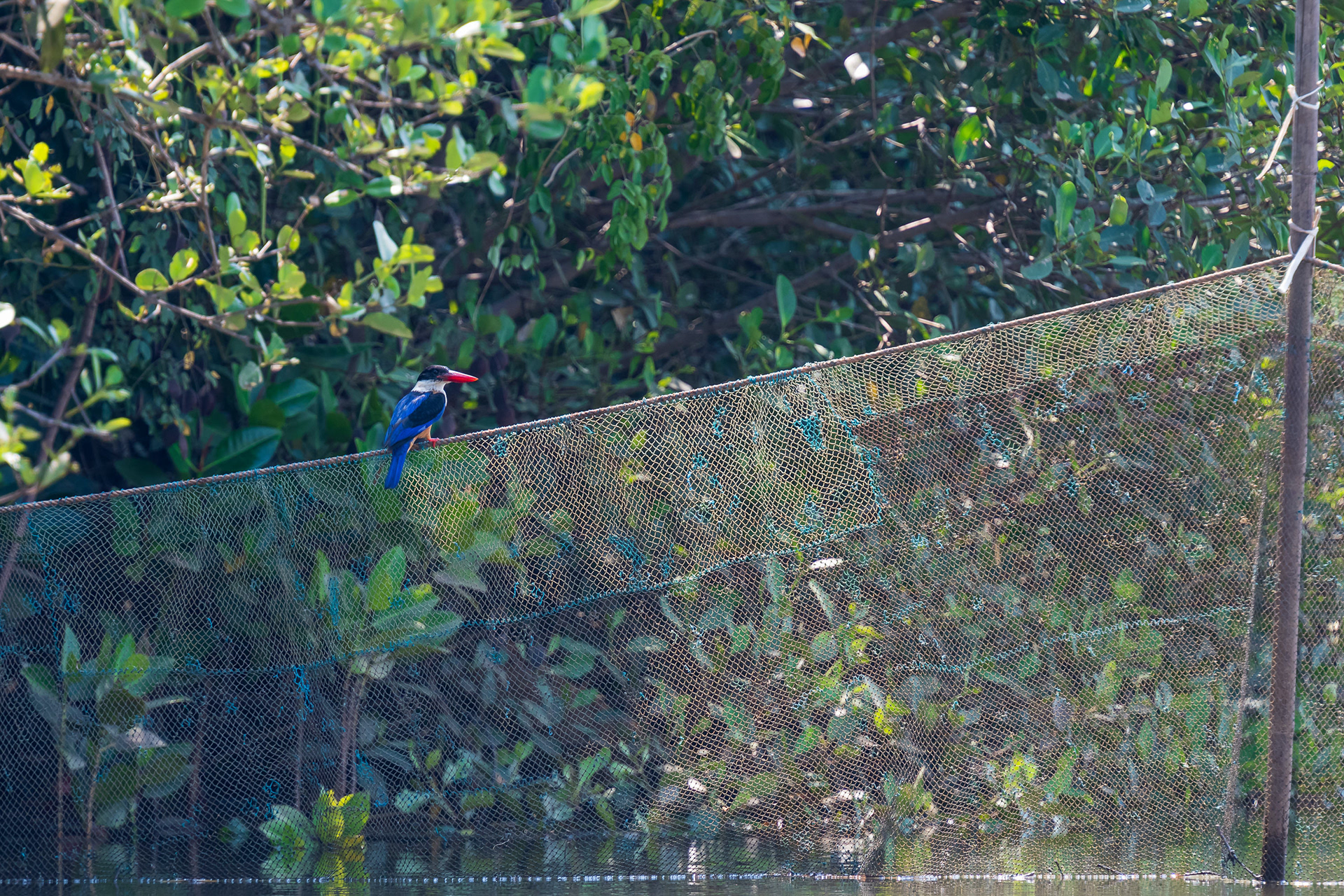 Black-Capped Kingfisher