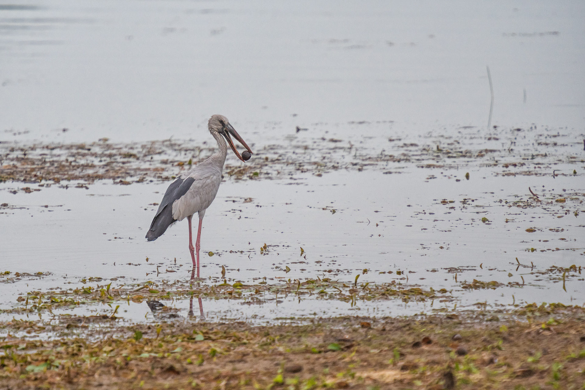 Asian Openbill