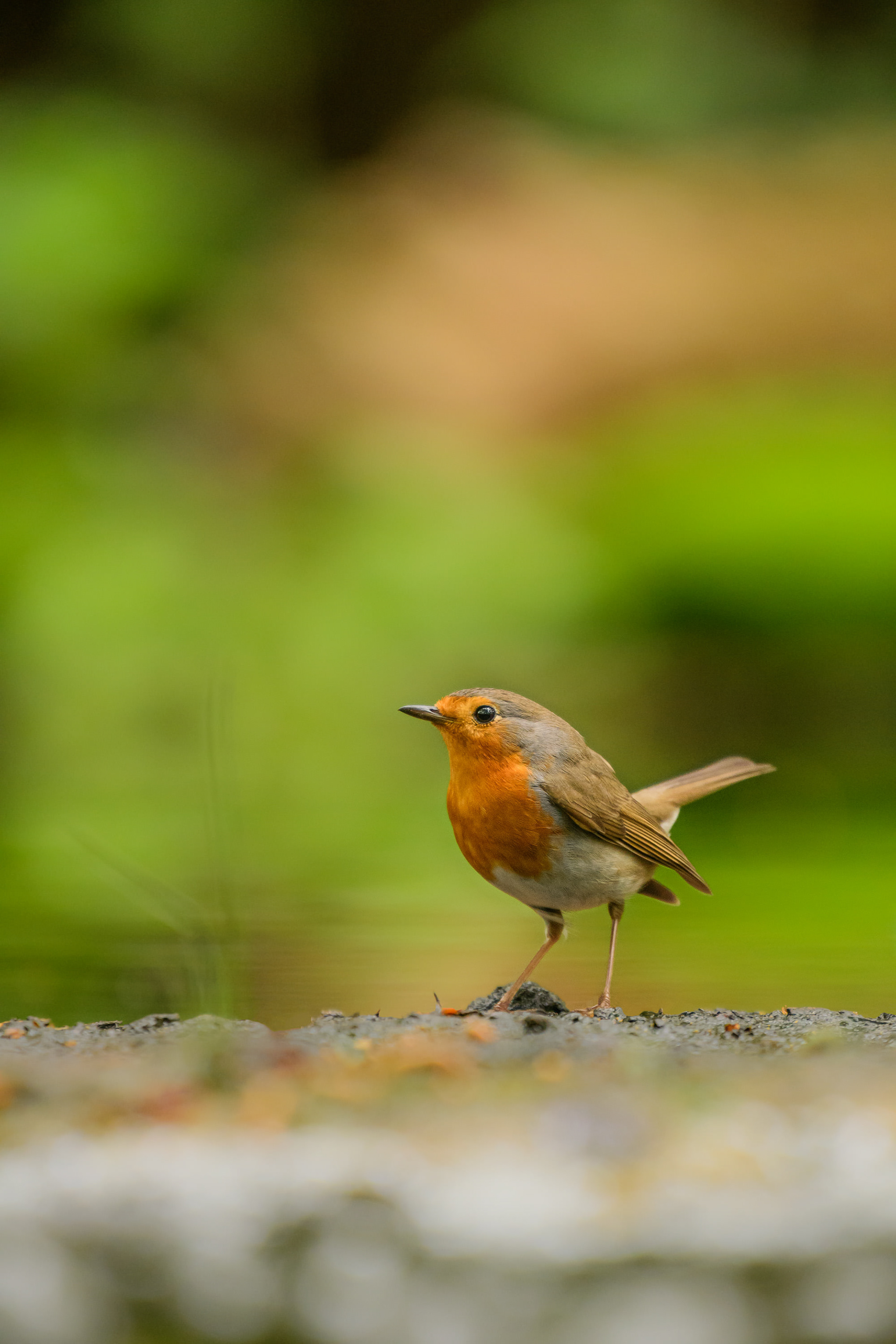 European Robin