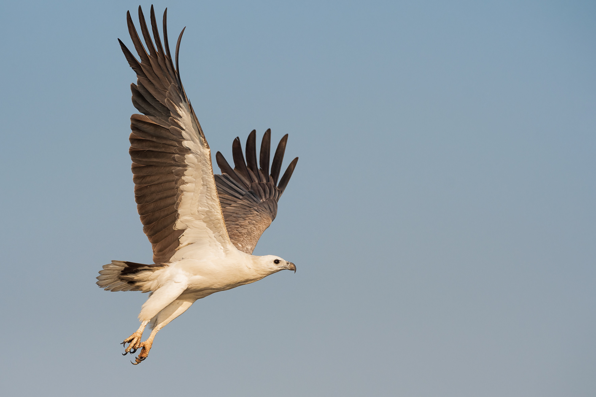 White-Bellied Sea Eagle