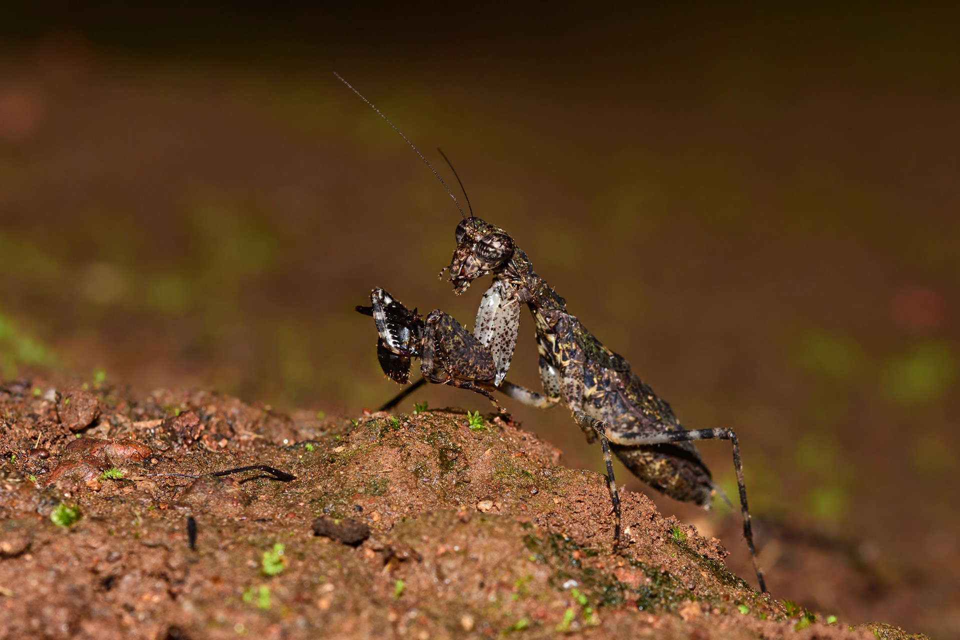 Praying Mantis