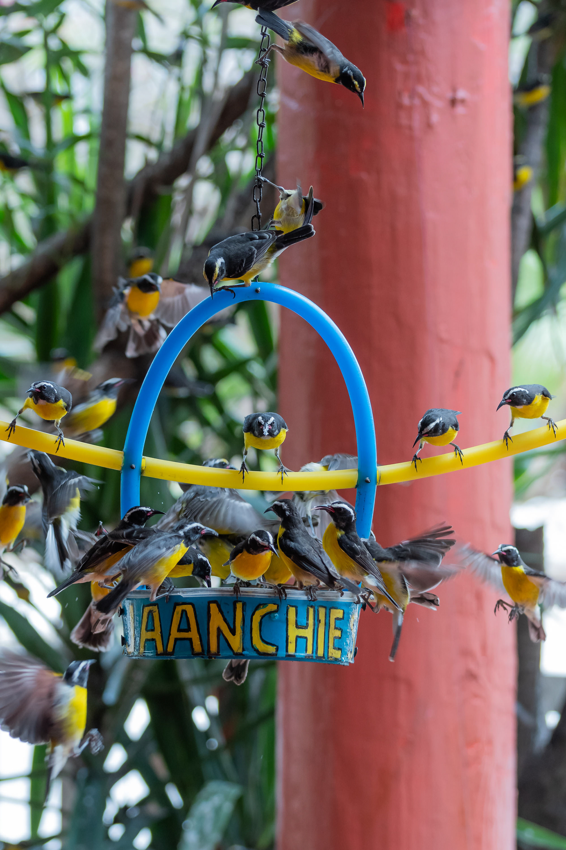 Bananaquit