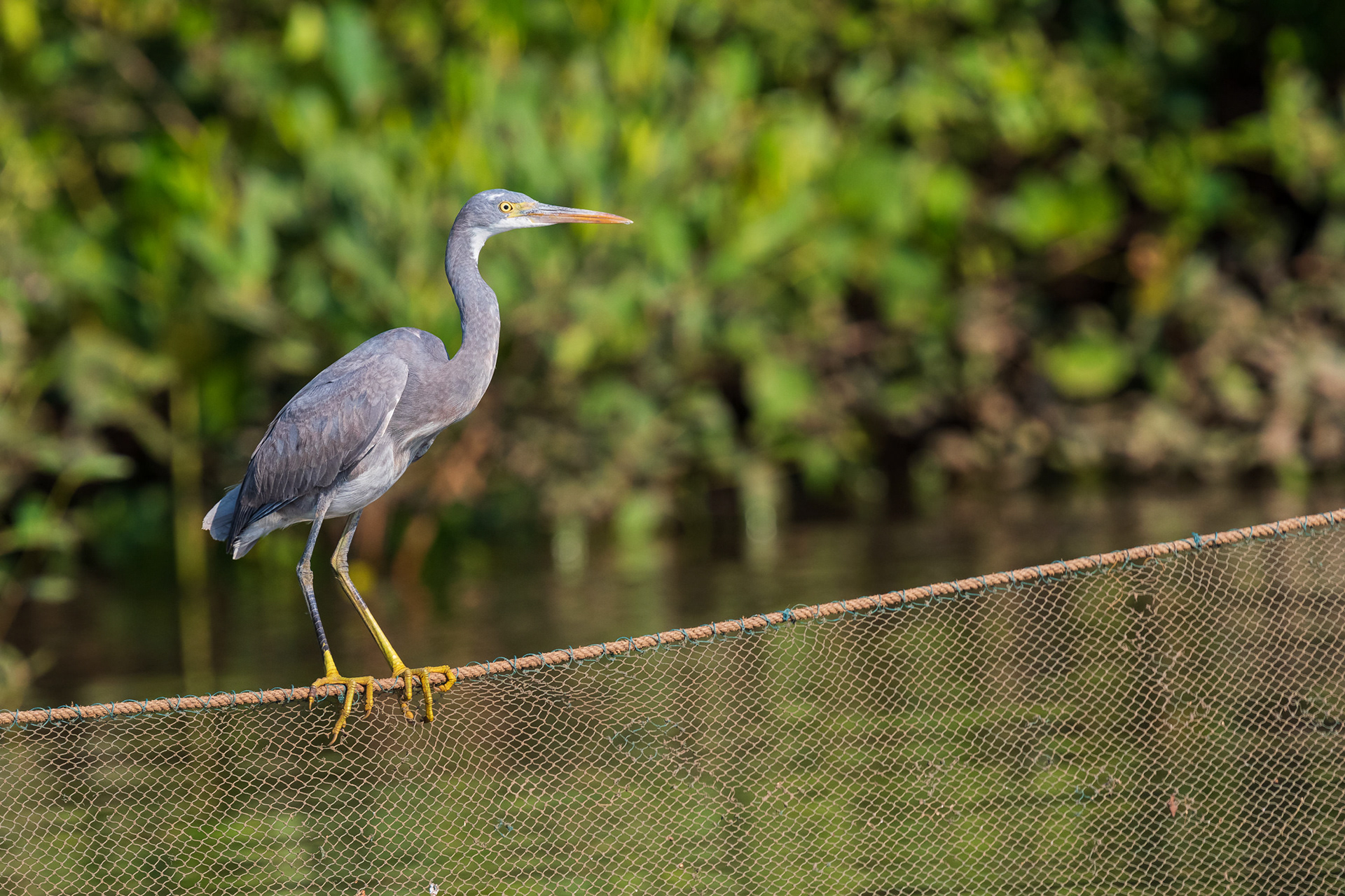 Western Reef Heron