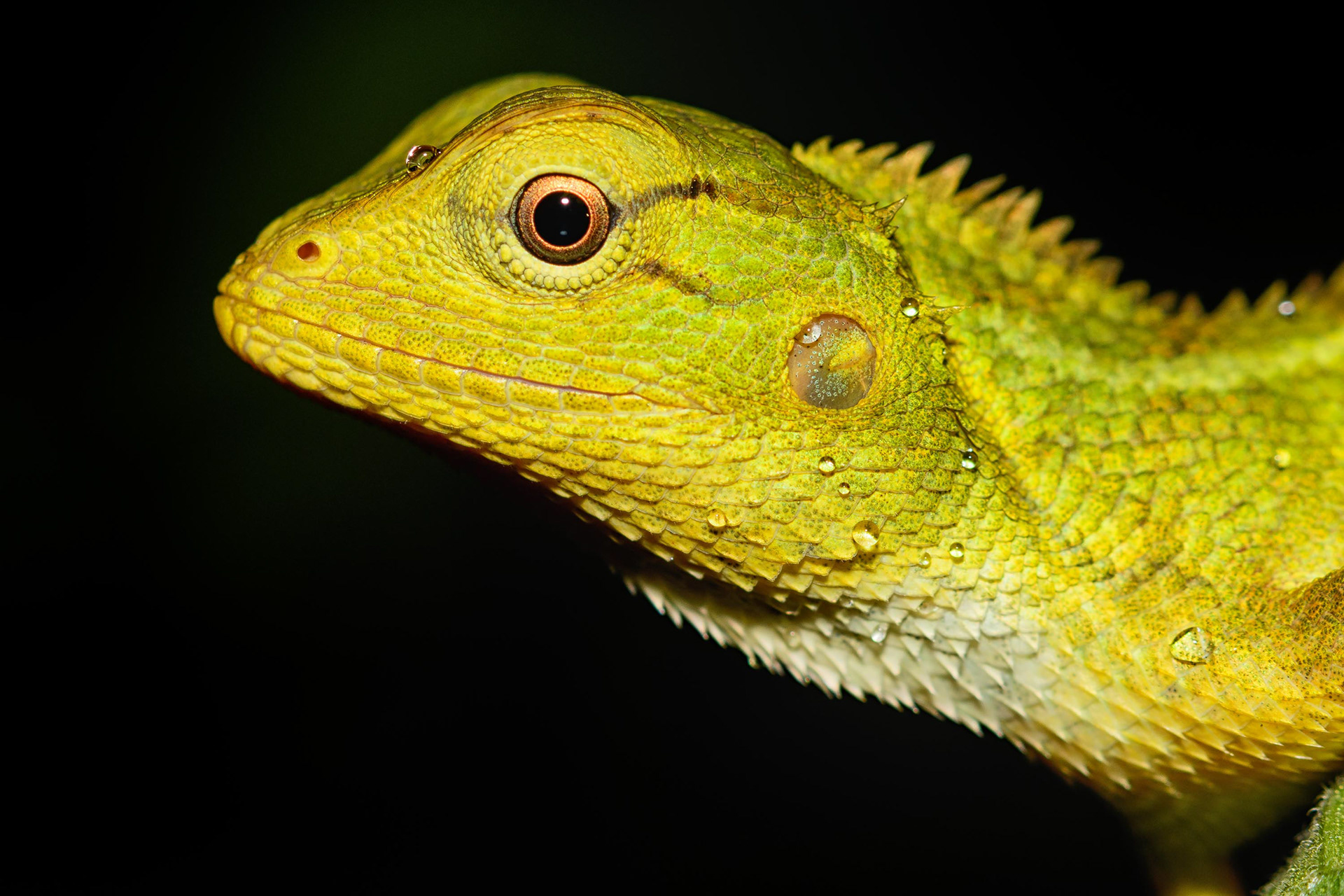Common Green Forest Lizard