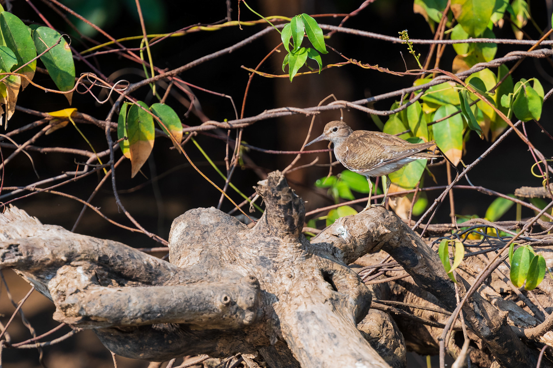 Common Sandpiper