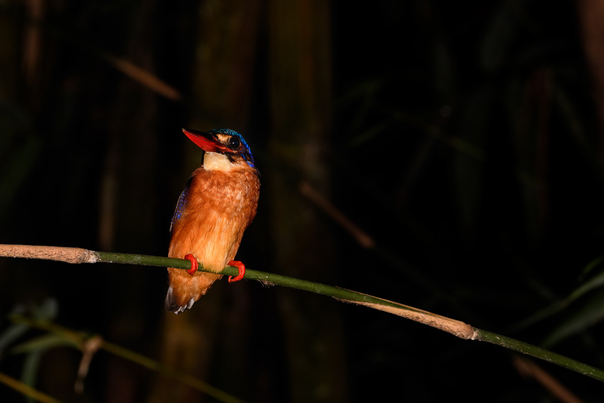 Kingfisher