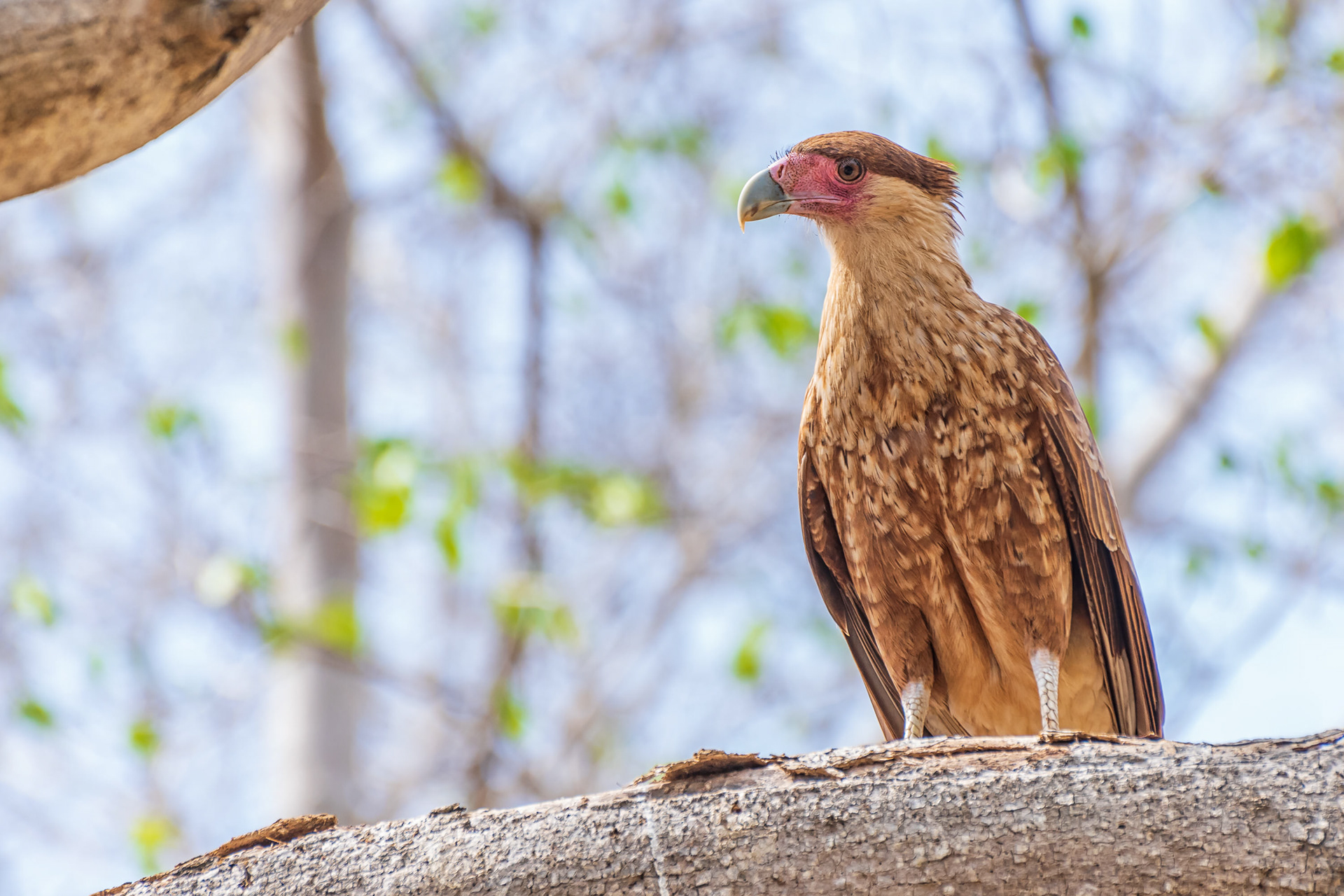 Northern Crested Caracara