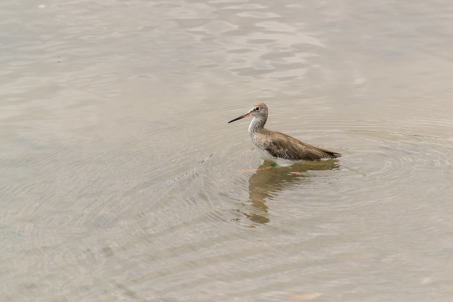 Common Redshank