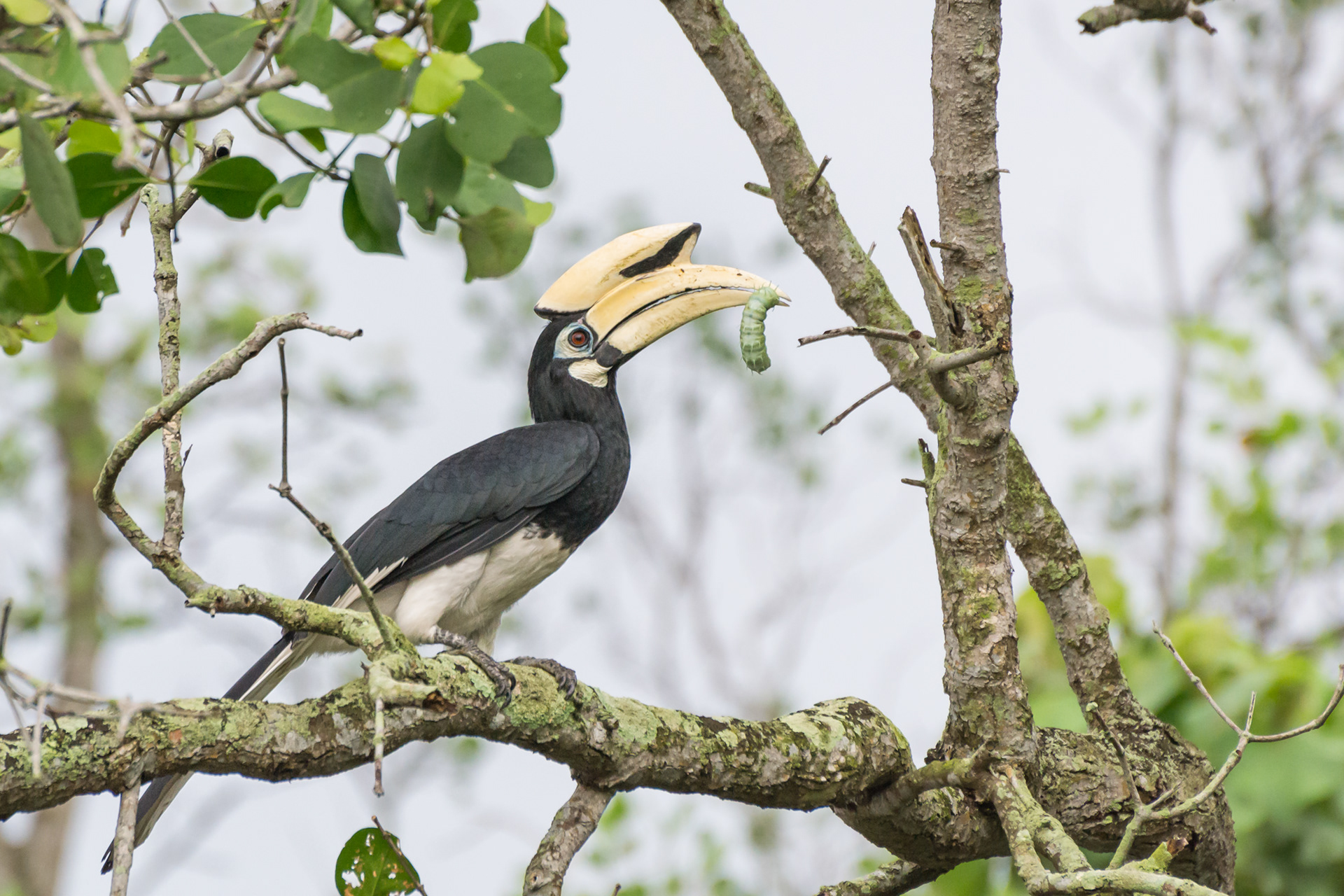 Oriental Pied Hornbill