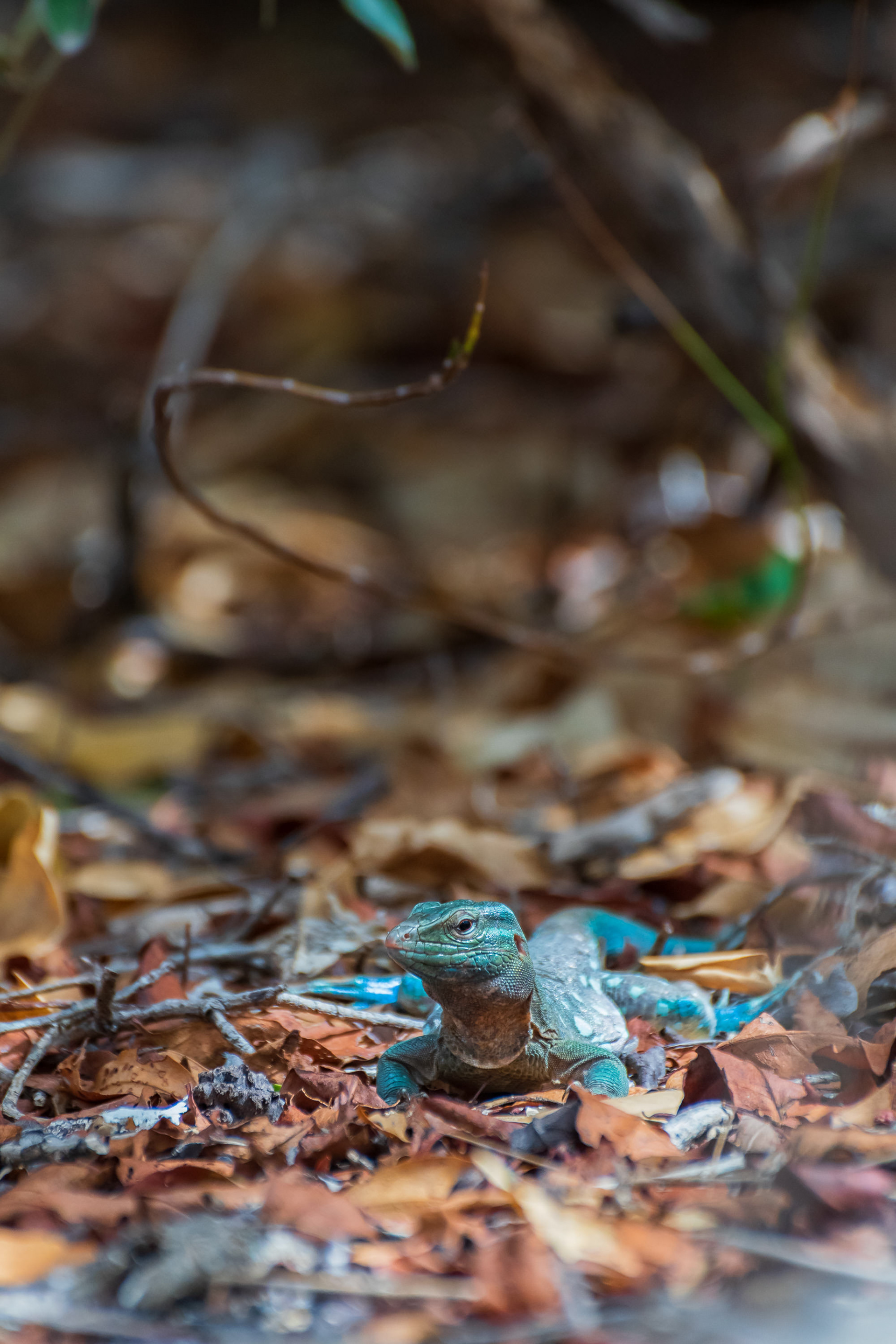 Laurent's Whiptail
