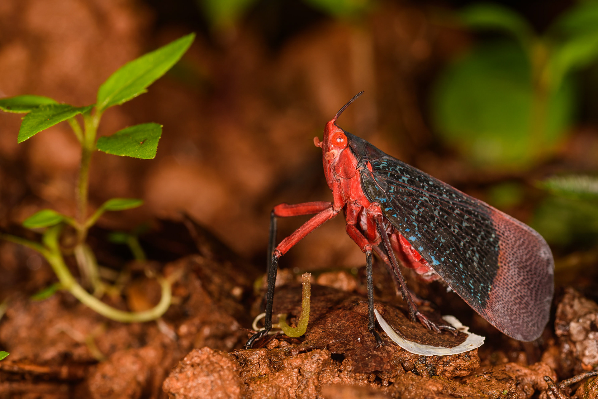 Lantern Bug