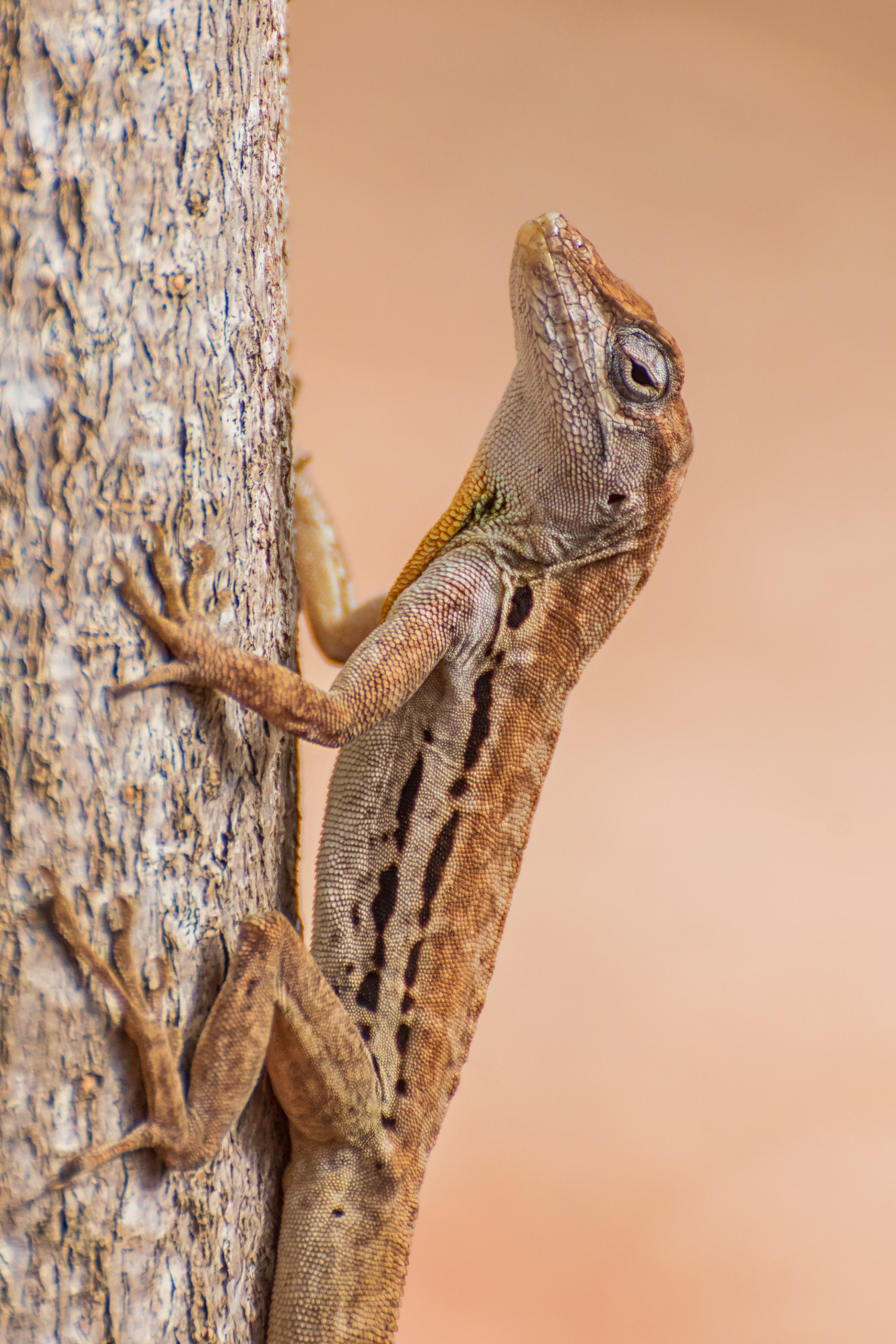 Anole