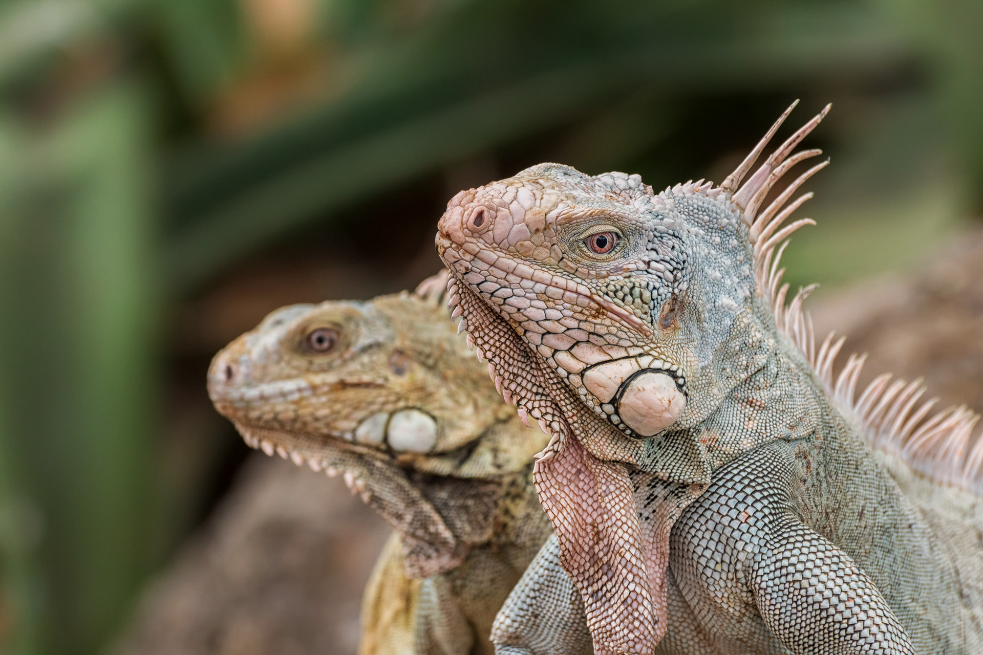 Green Iguana