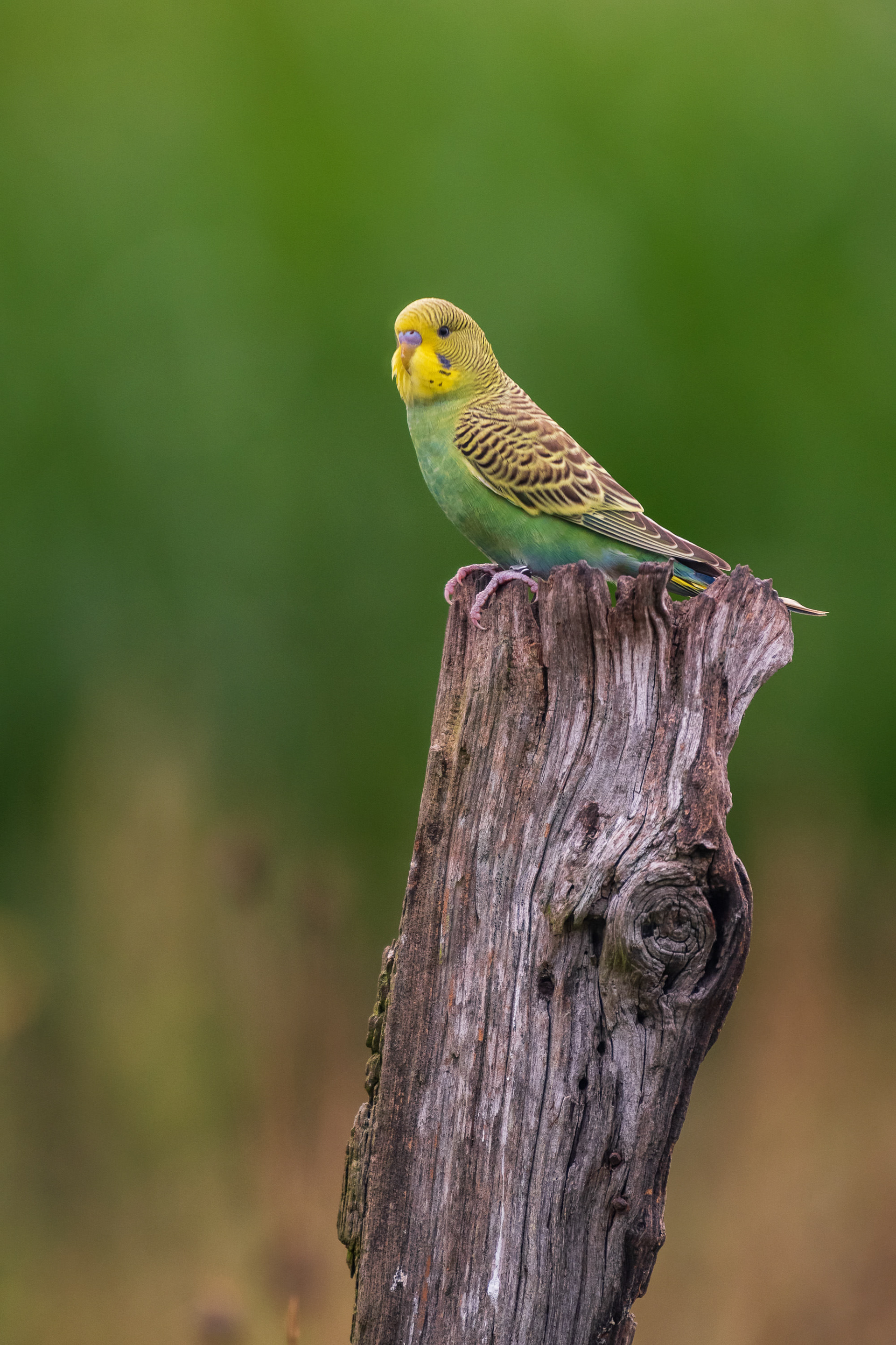 Budgerigar (parakeet)