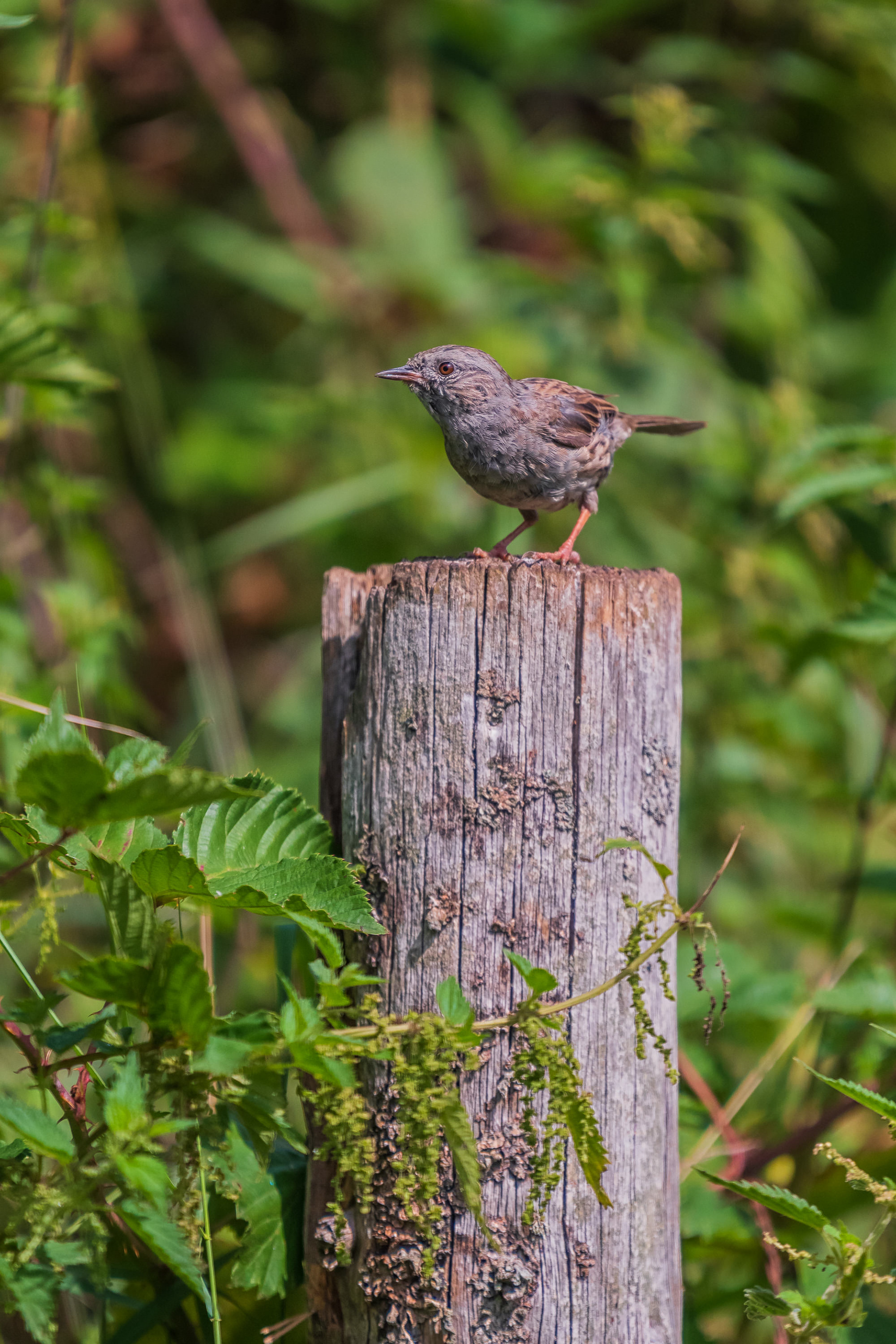 Dunnock