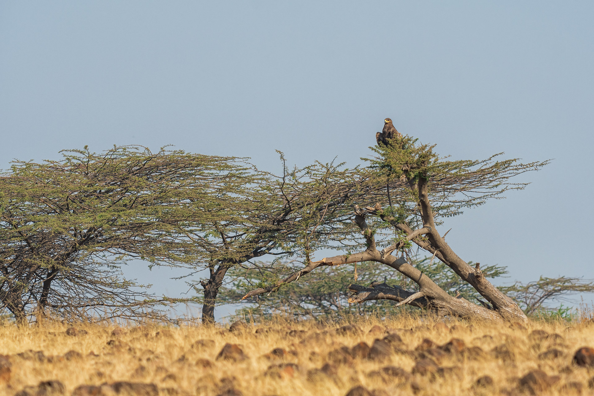 Steppe Eagle