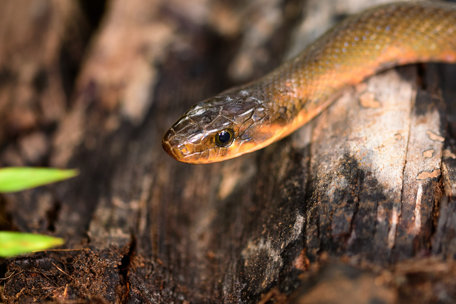 Black Copper Rat Snake