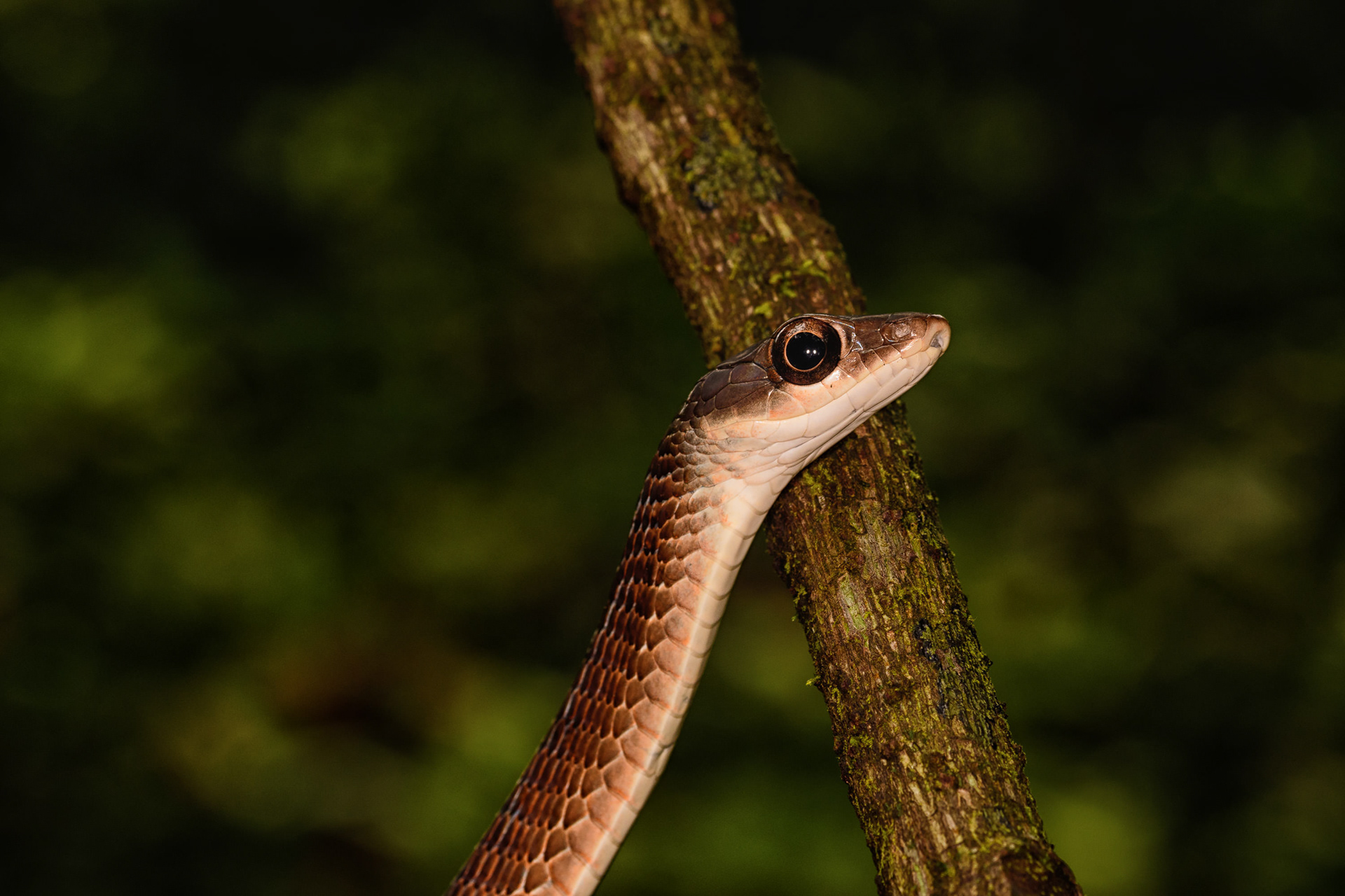 Large Eyed Bronzeback