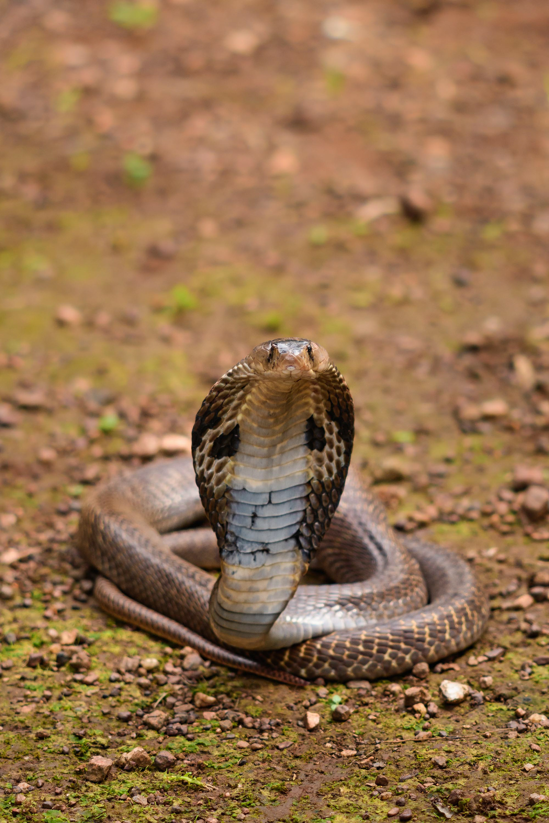 Spectacled Cobra