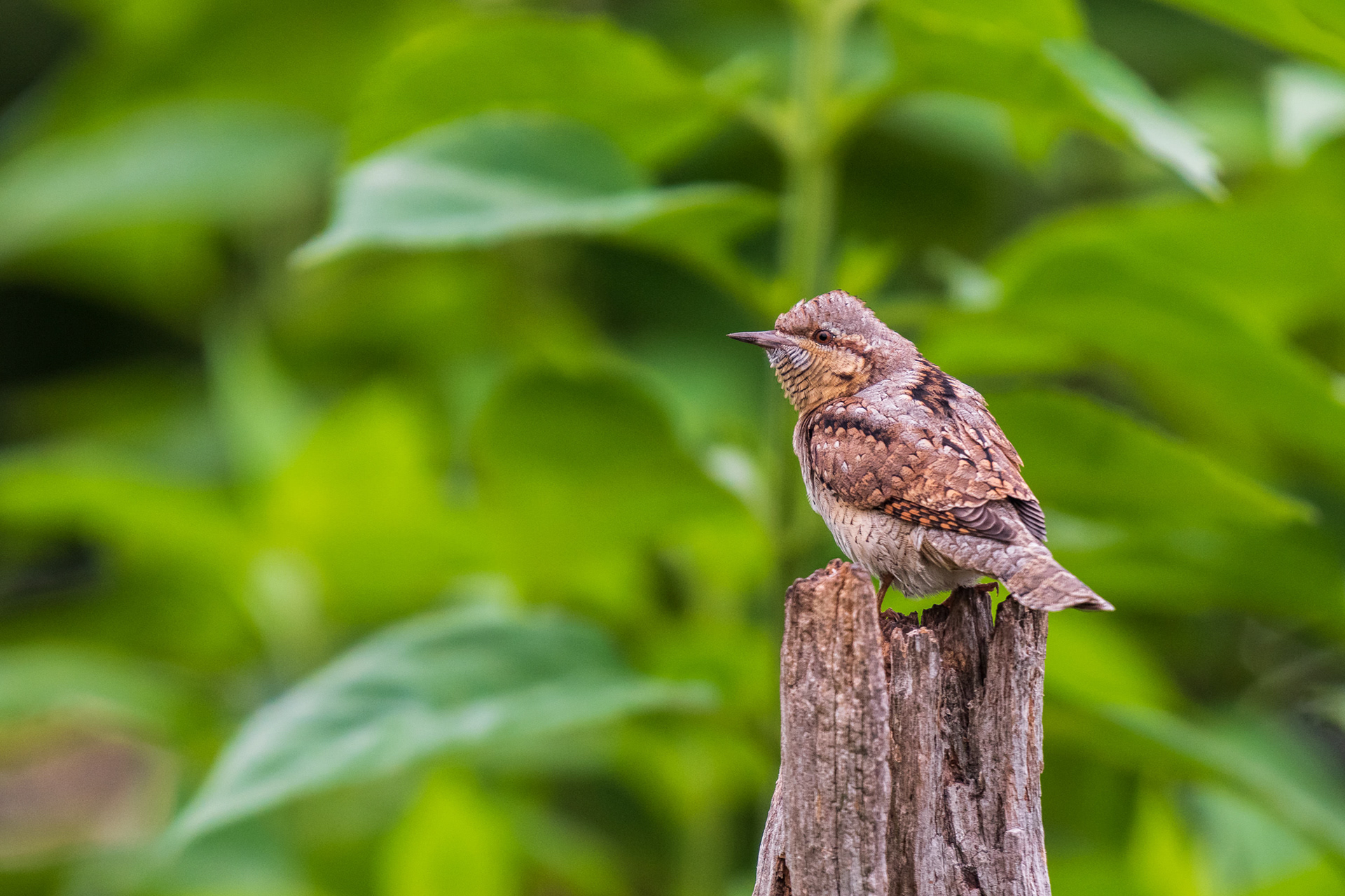 Eurasian Wryneck