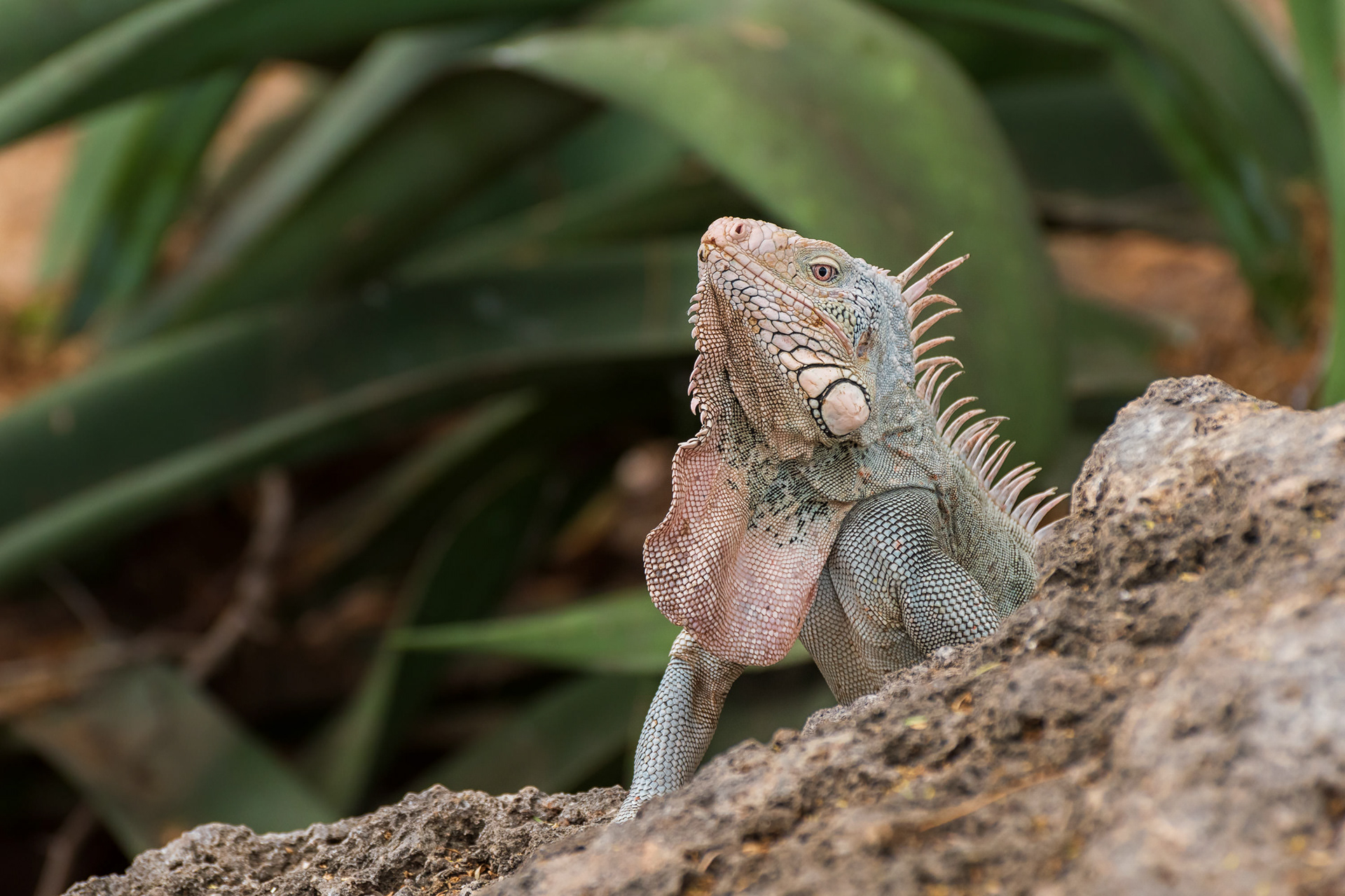 Green Iguana