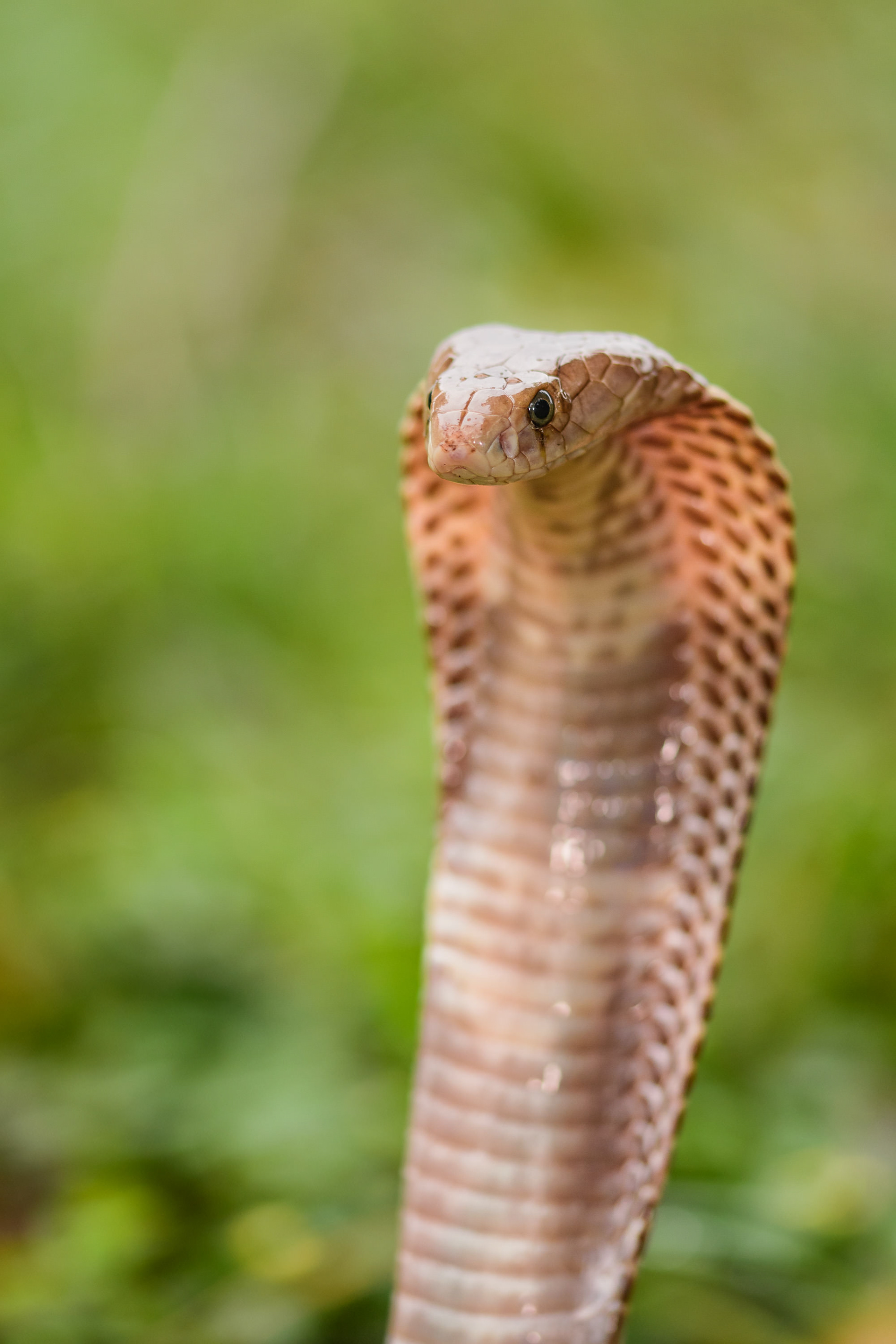 Javan Spitting Cobra