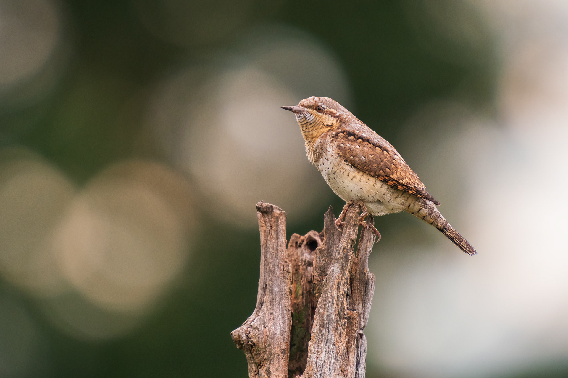 Eurasian Wryneck