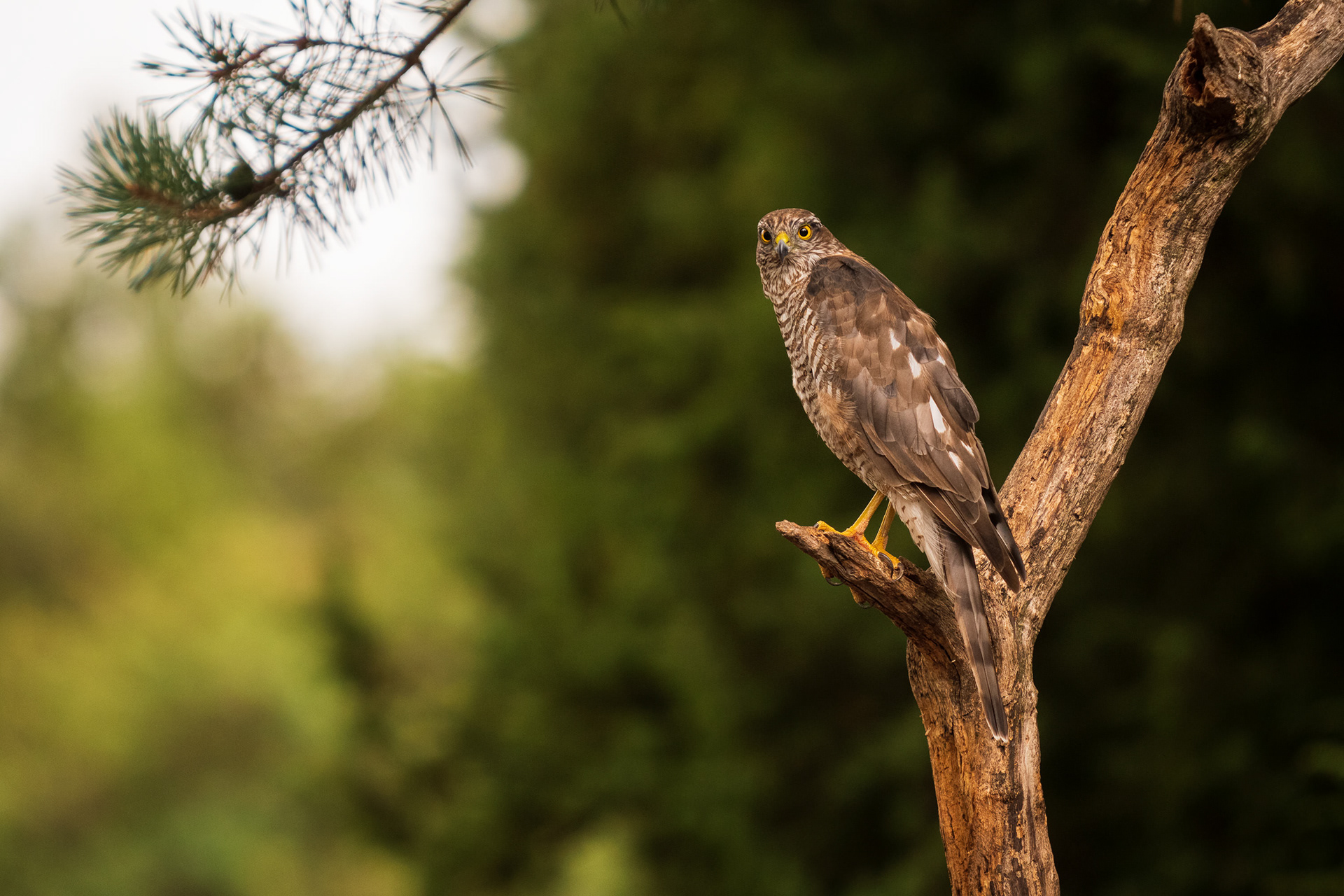 Northern Goshawk