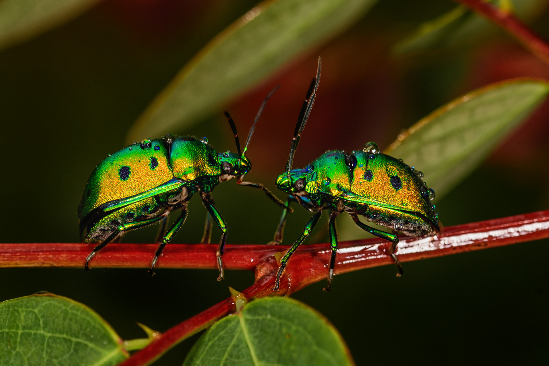 Jewel Bug