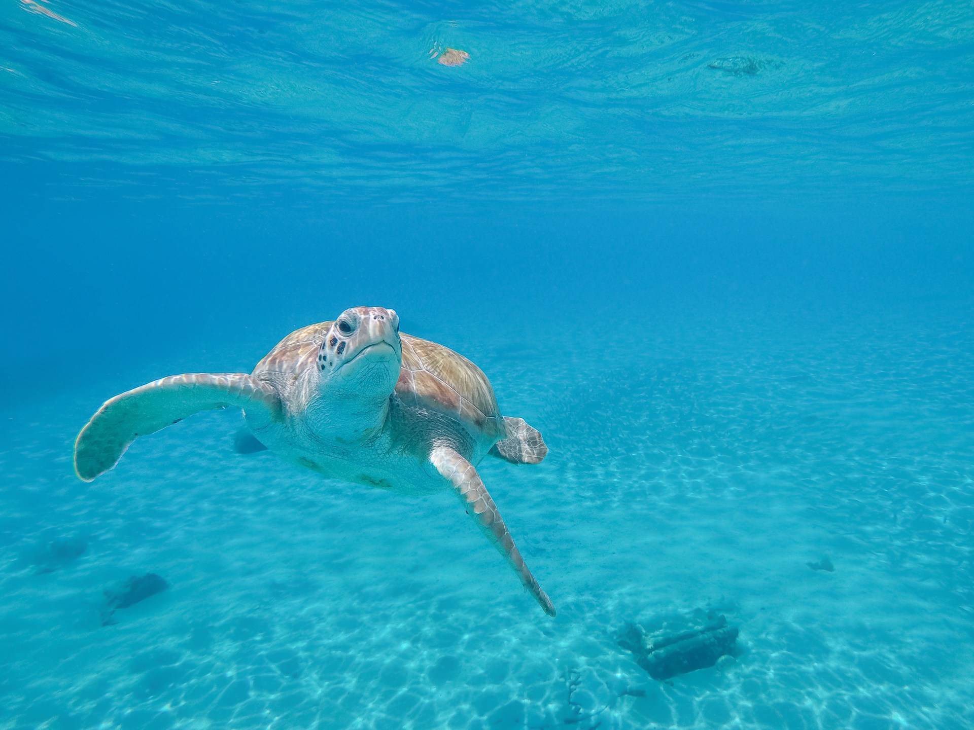 Green Sea Turtle
