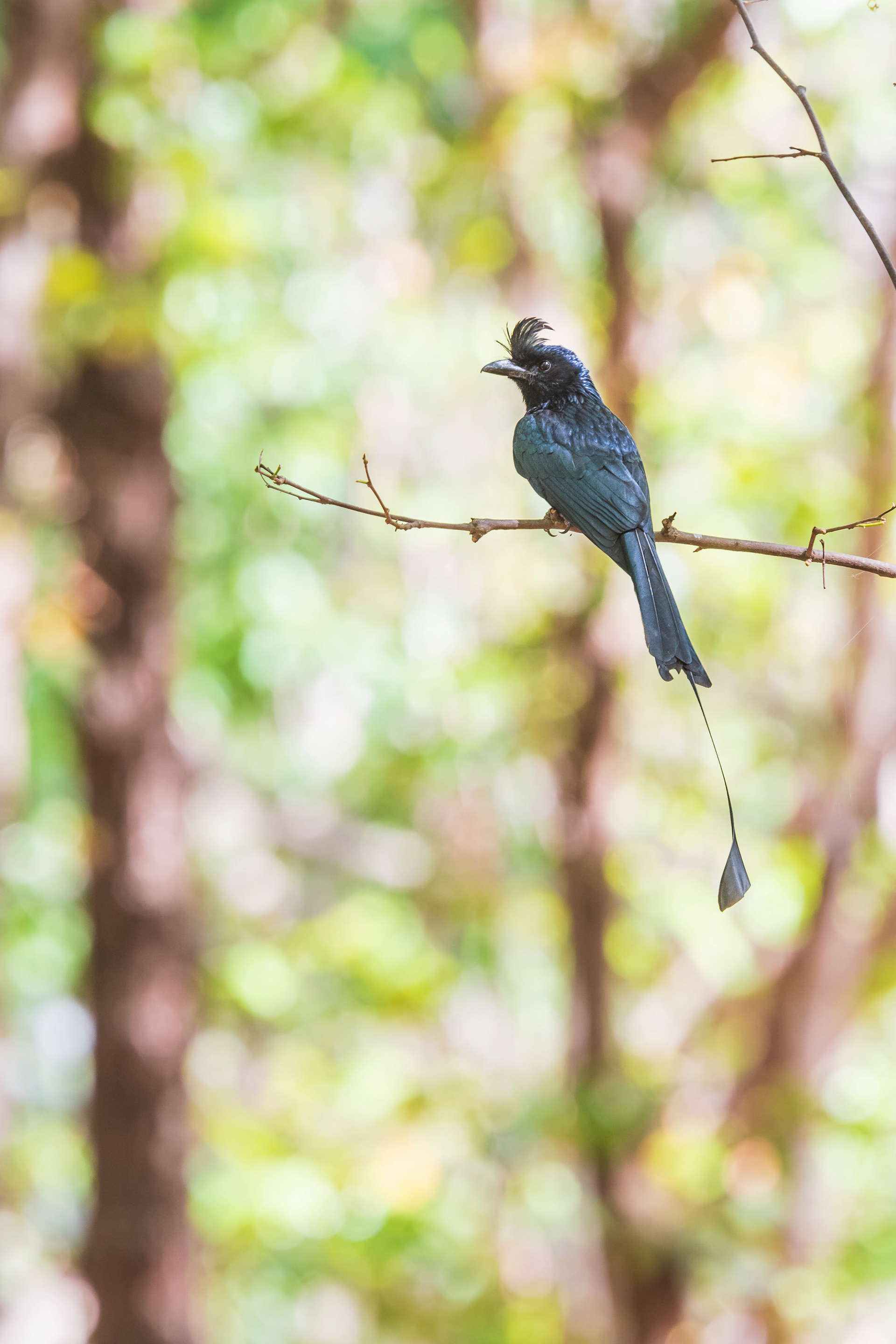 Greater Racket-Tailed Drongo