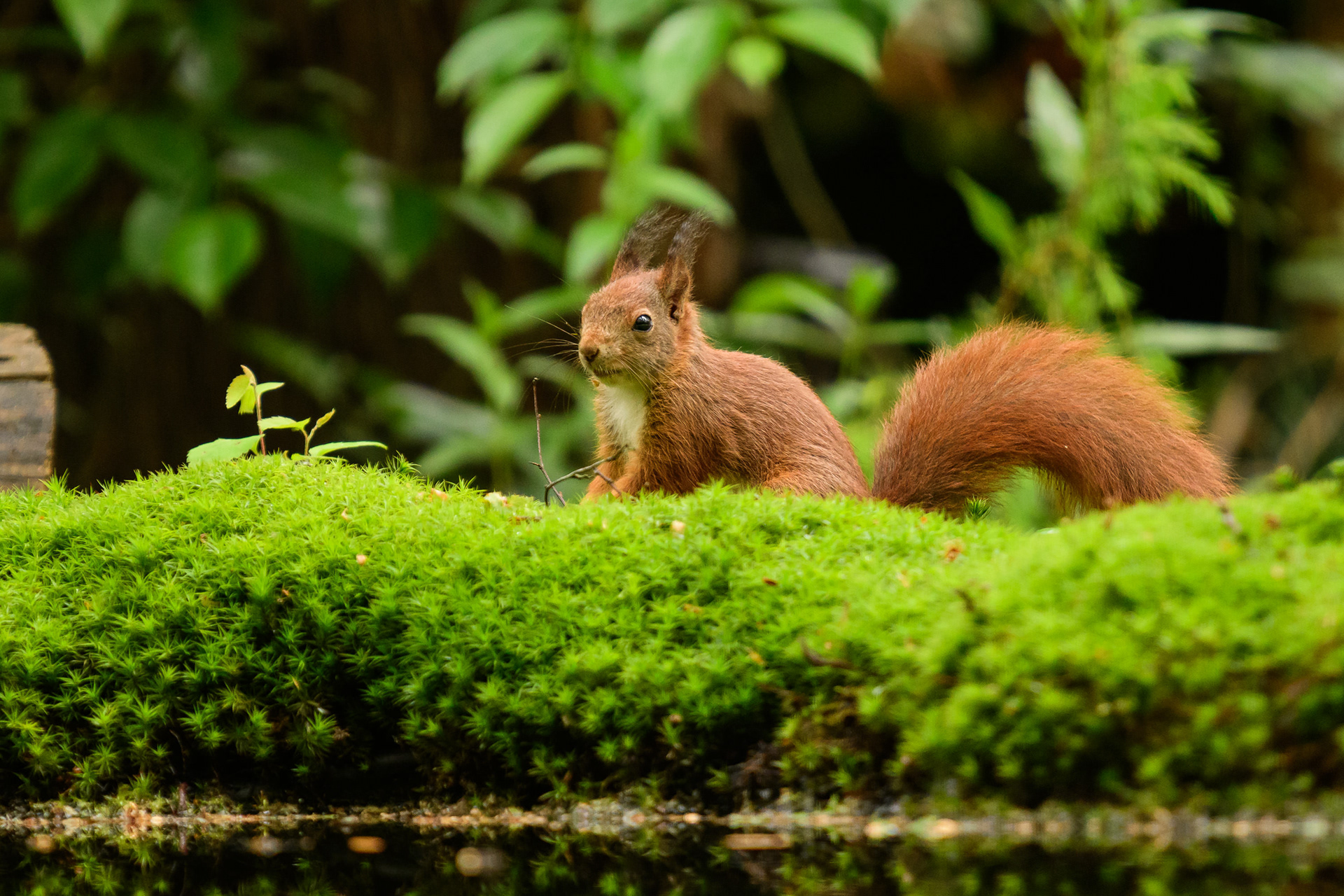 Red Squirrel