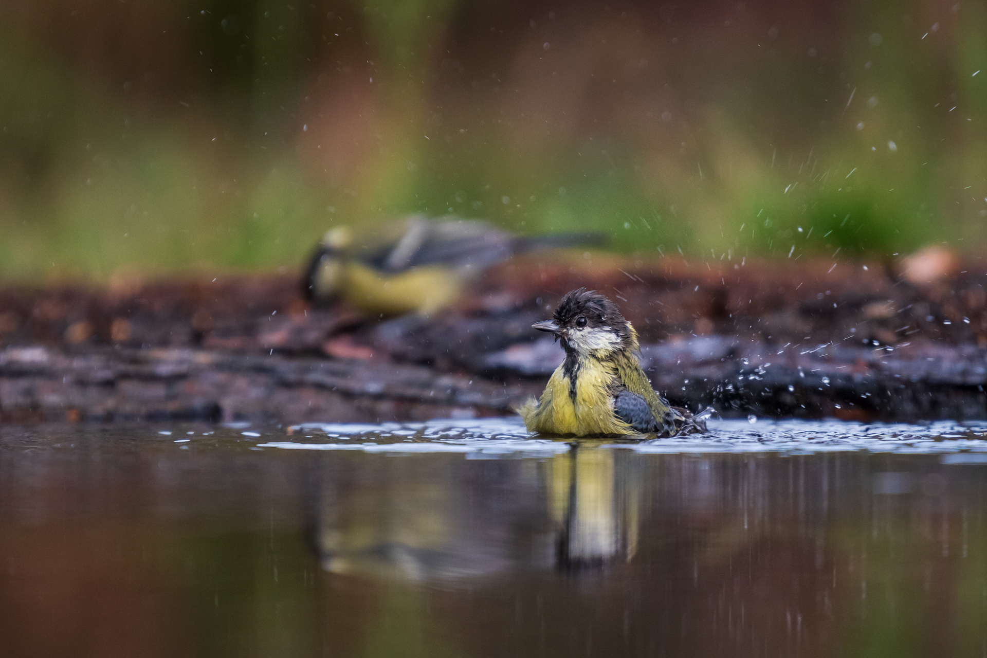 Great Tit