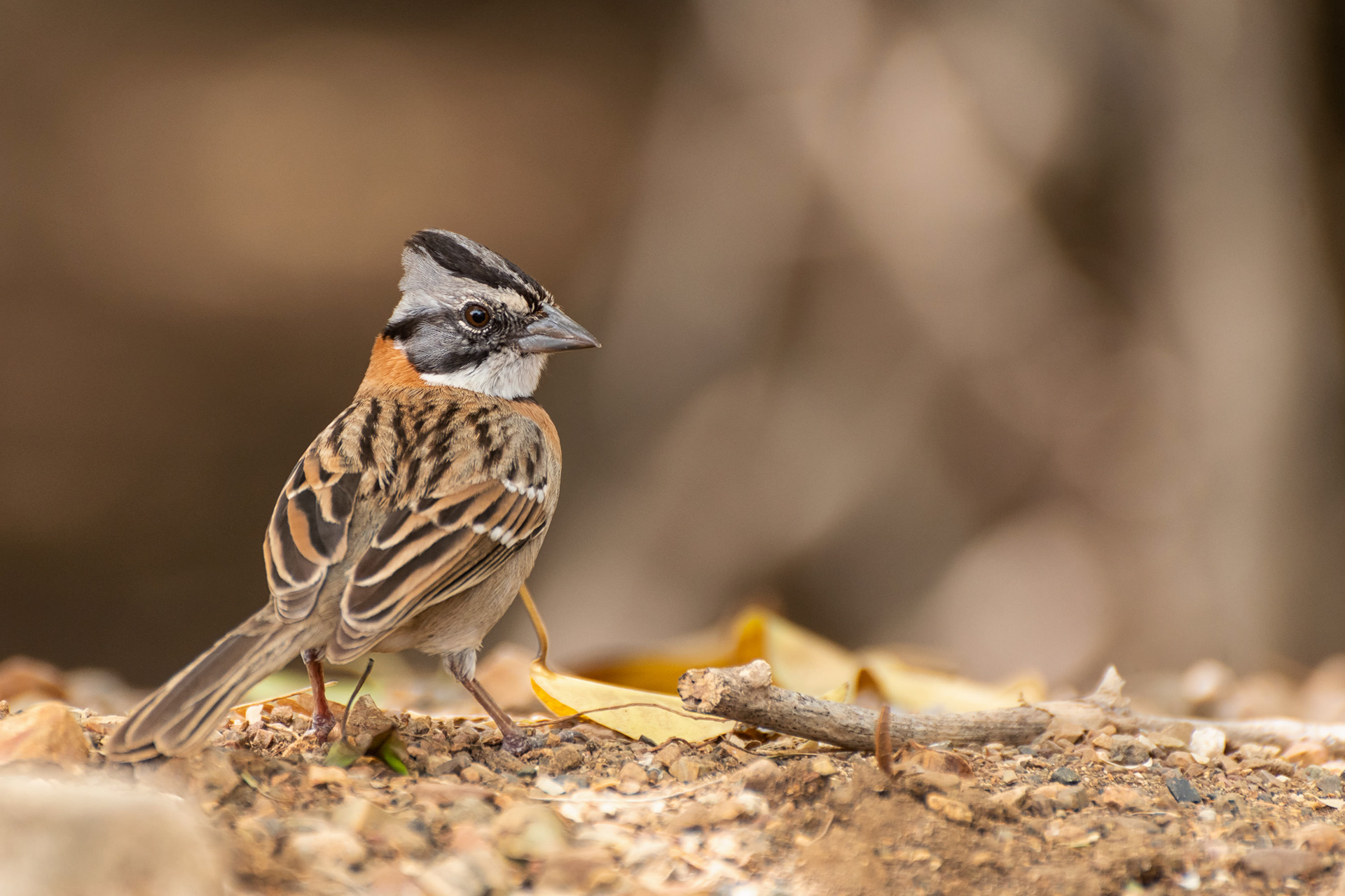 Rufous-Collared Sparrow