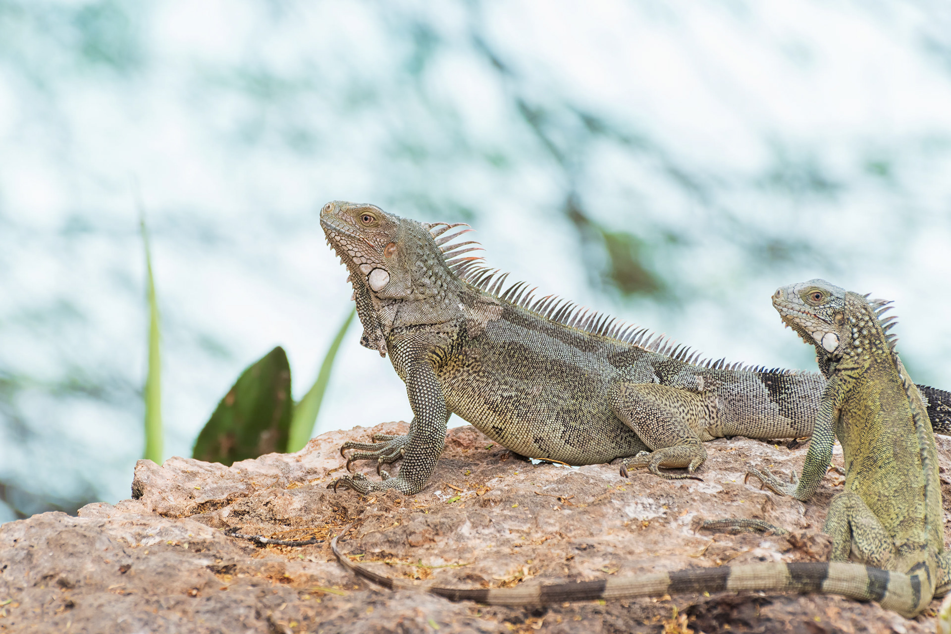 Green Iguana