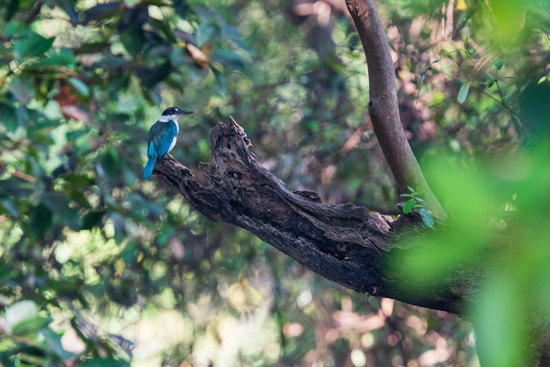 Collared Kingfisher