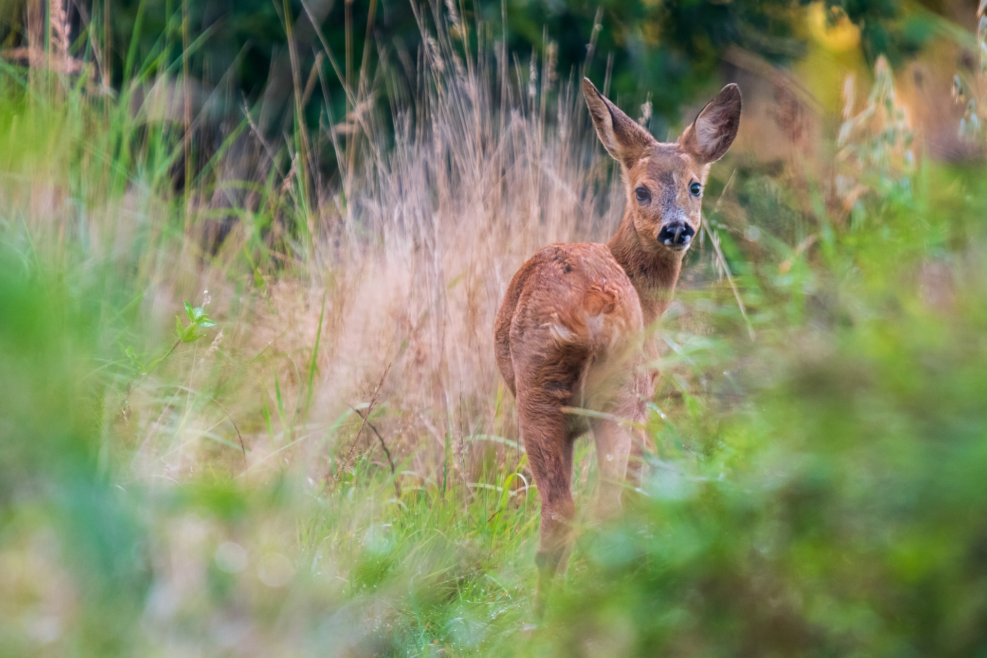 Red Deer