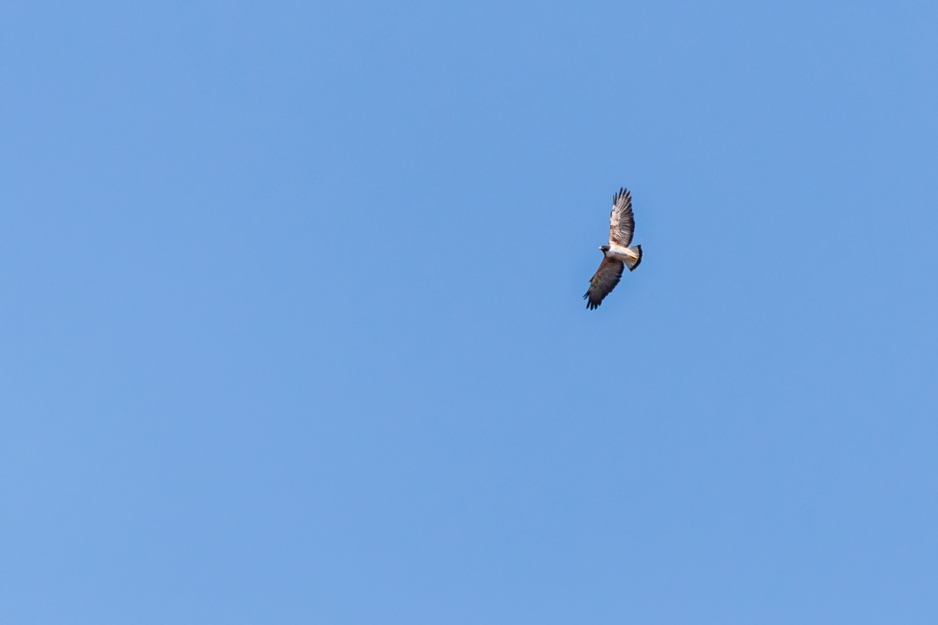 White-Tailed Hawk