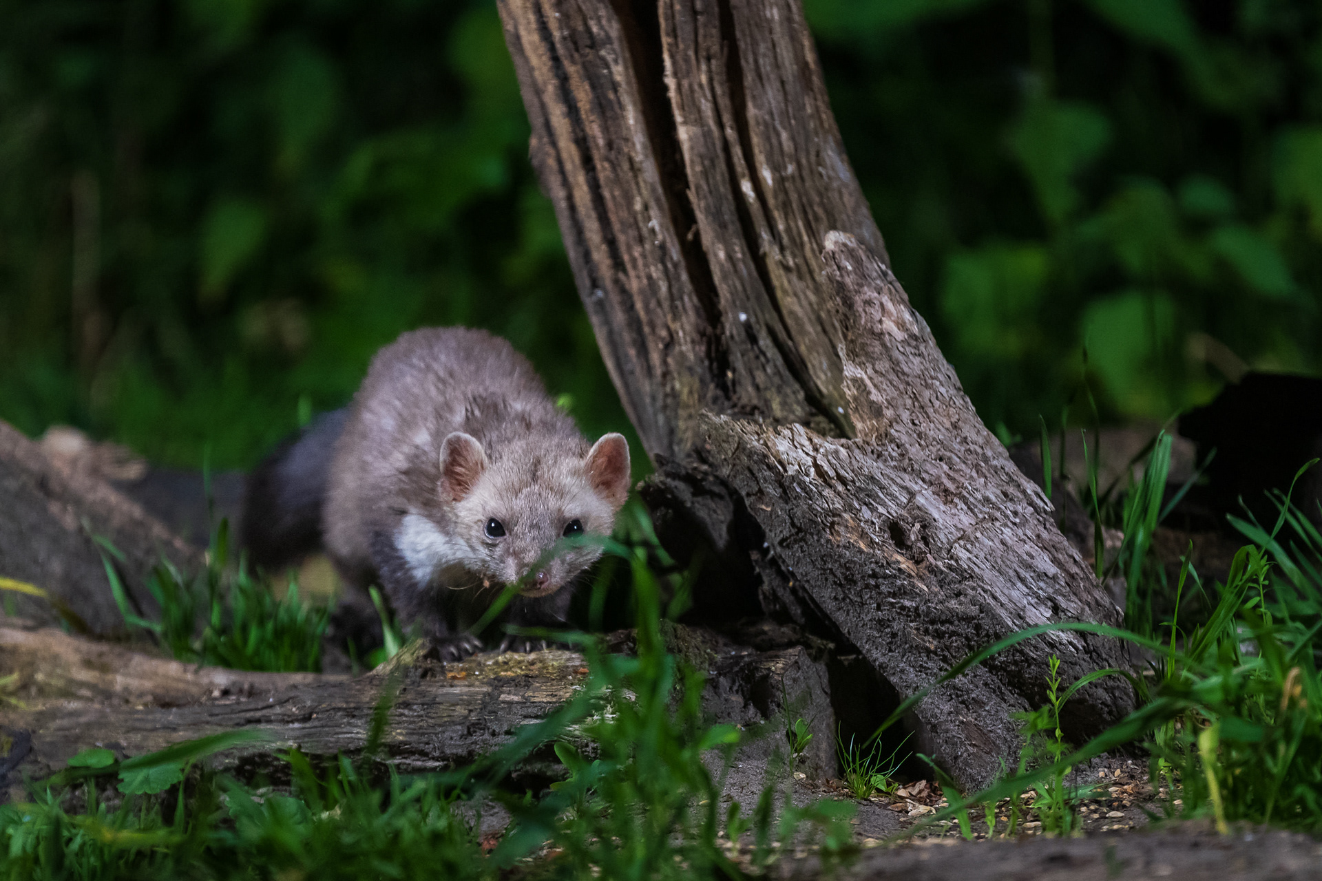 Beech Marten (steenmarter)