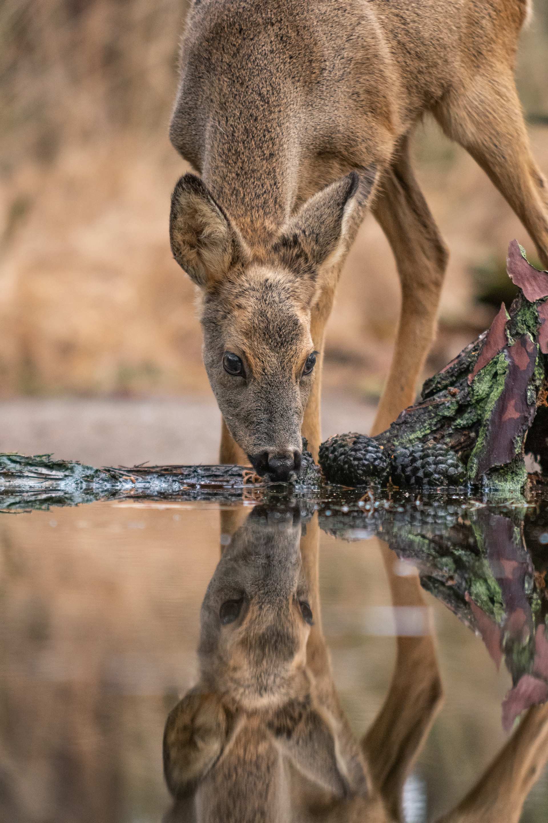 Deer