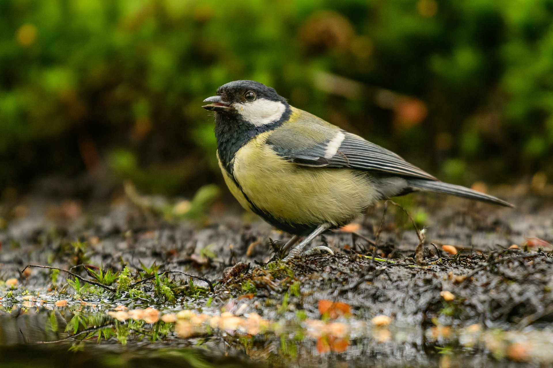 Great Tit