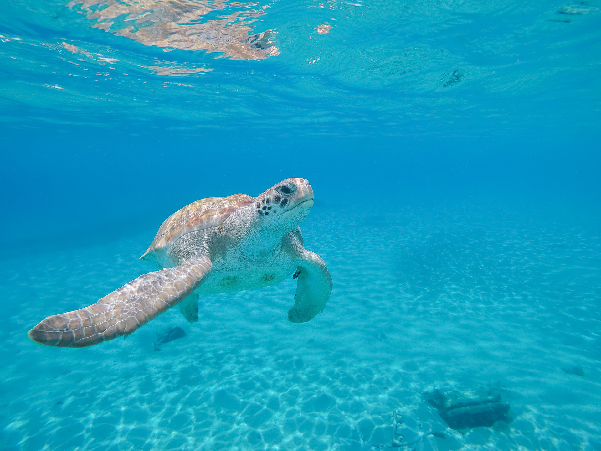 Green Sea Turtle