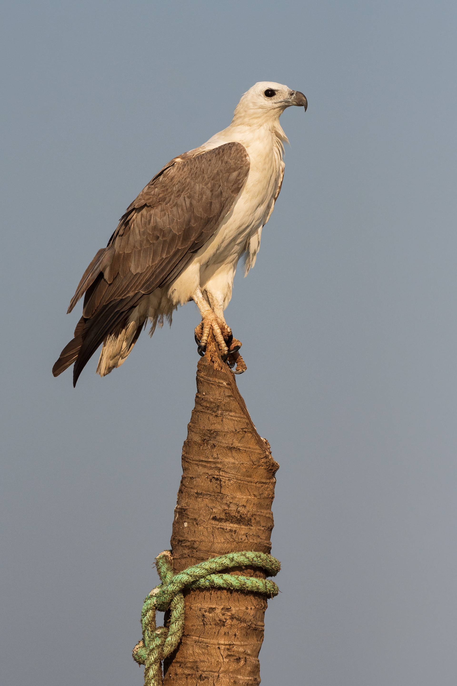 White-Bellied Sea Eagle