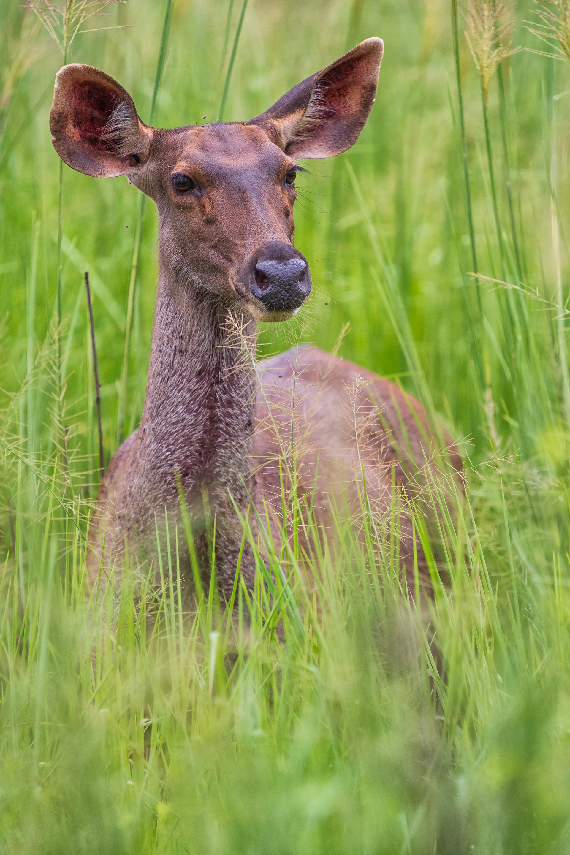 Sambar deer