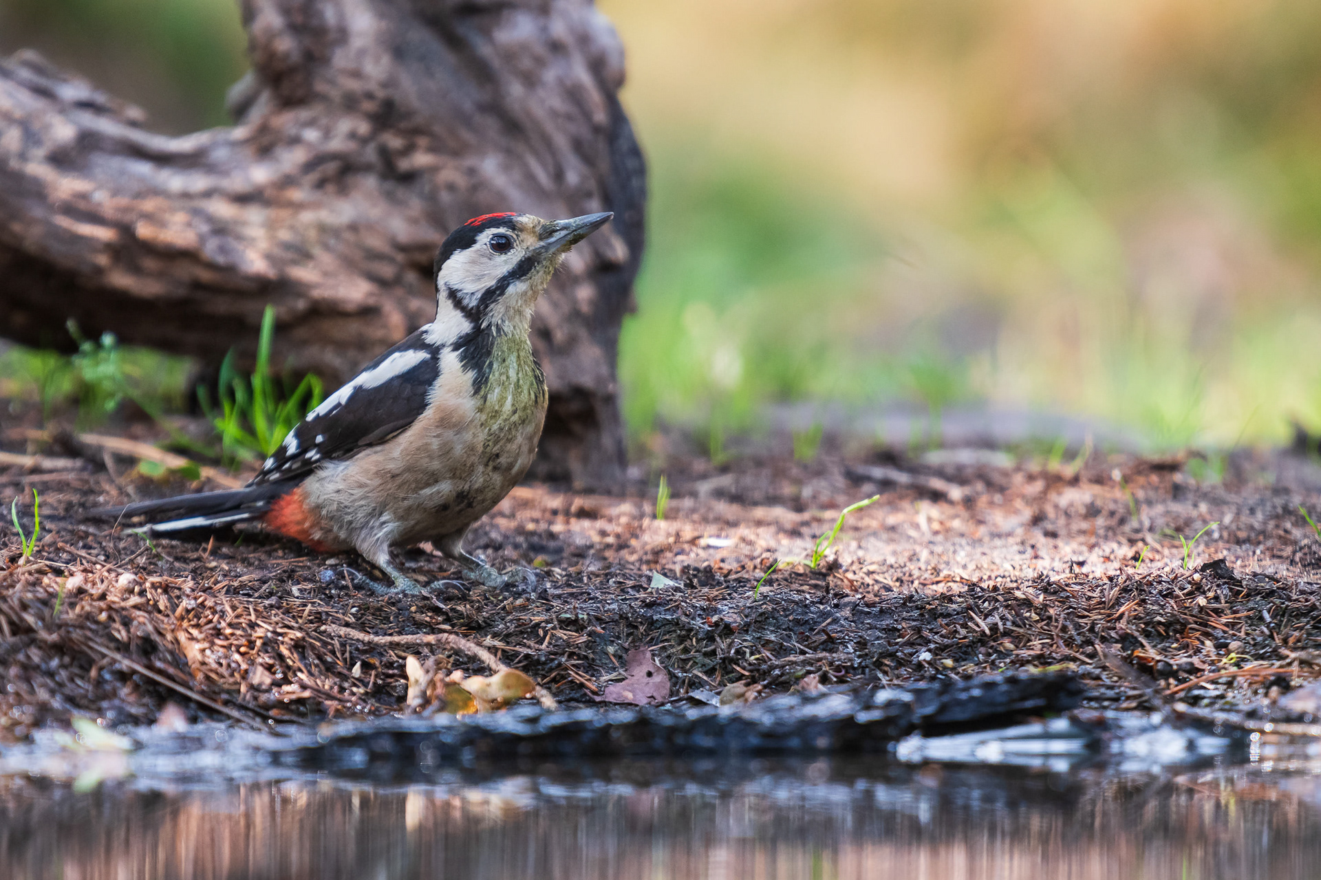 Great-Spotted Woodpecker