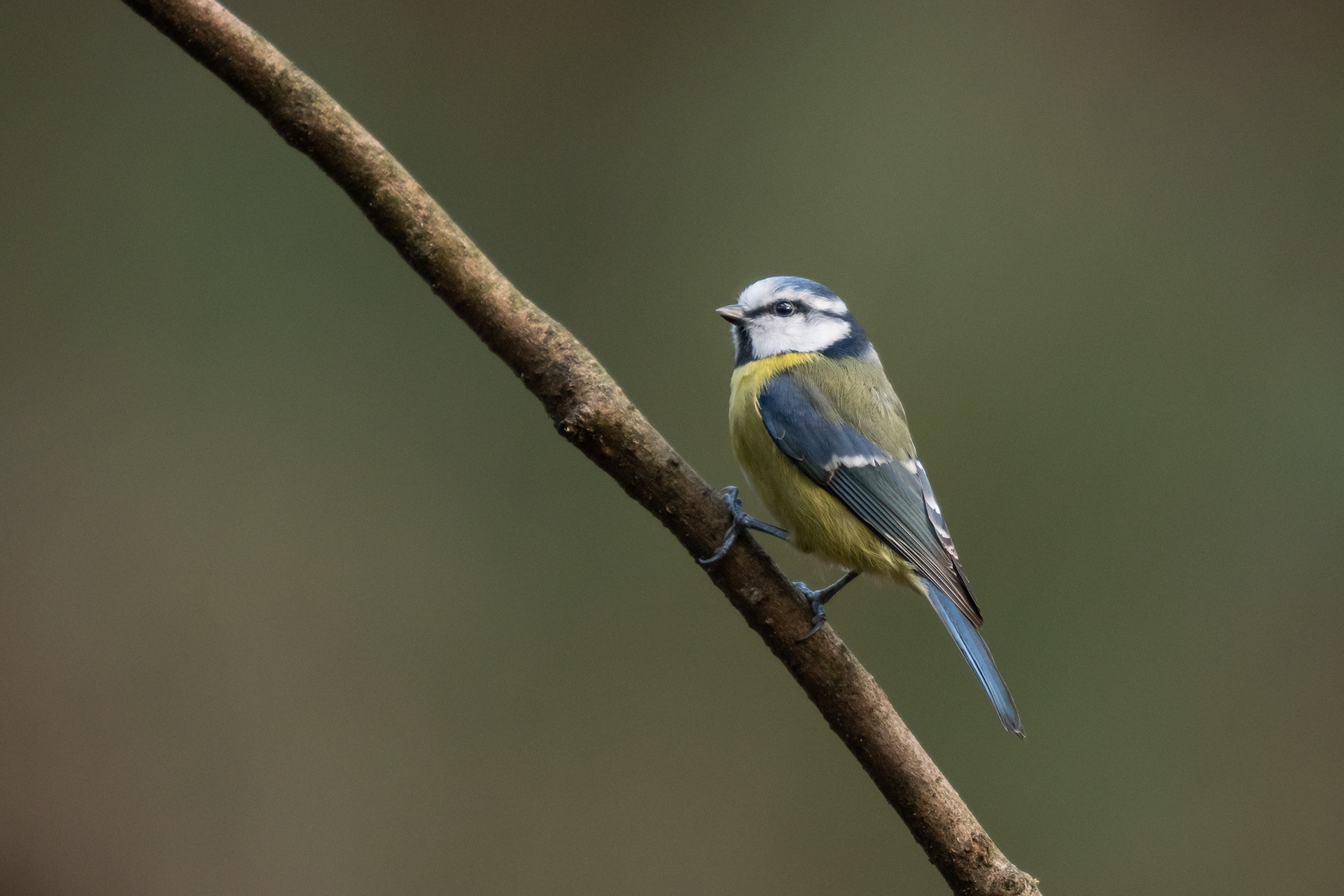 Eurasian Blue Tit