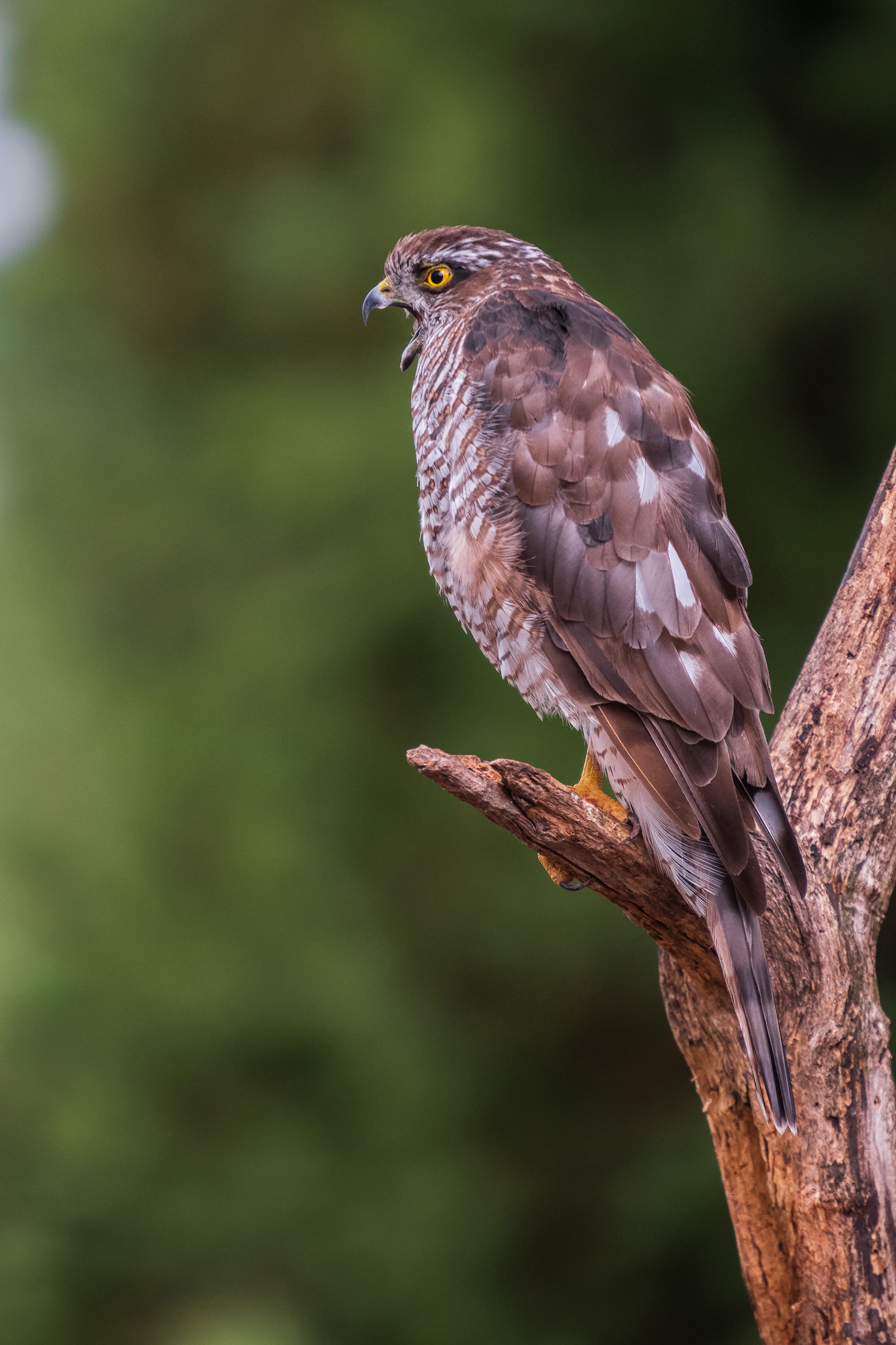 Northern Goshawk