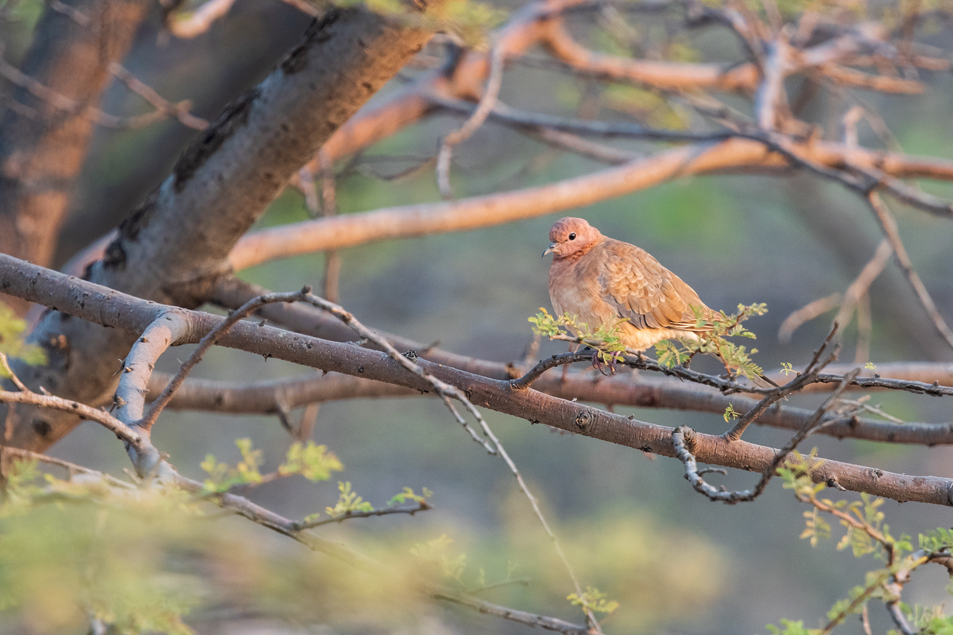 Laughing Dove