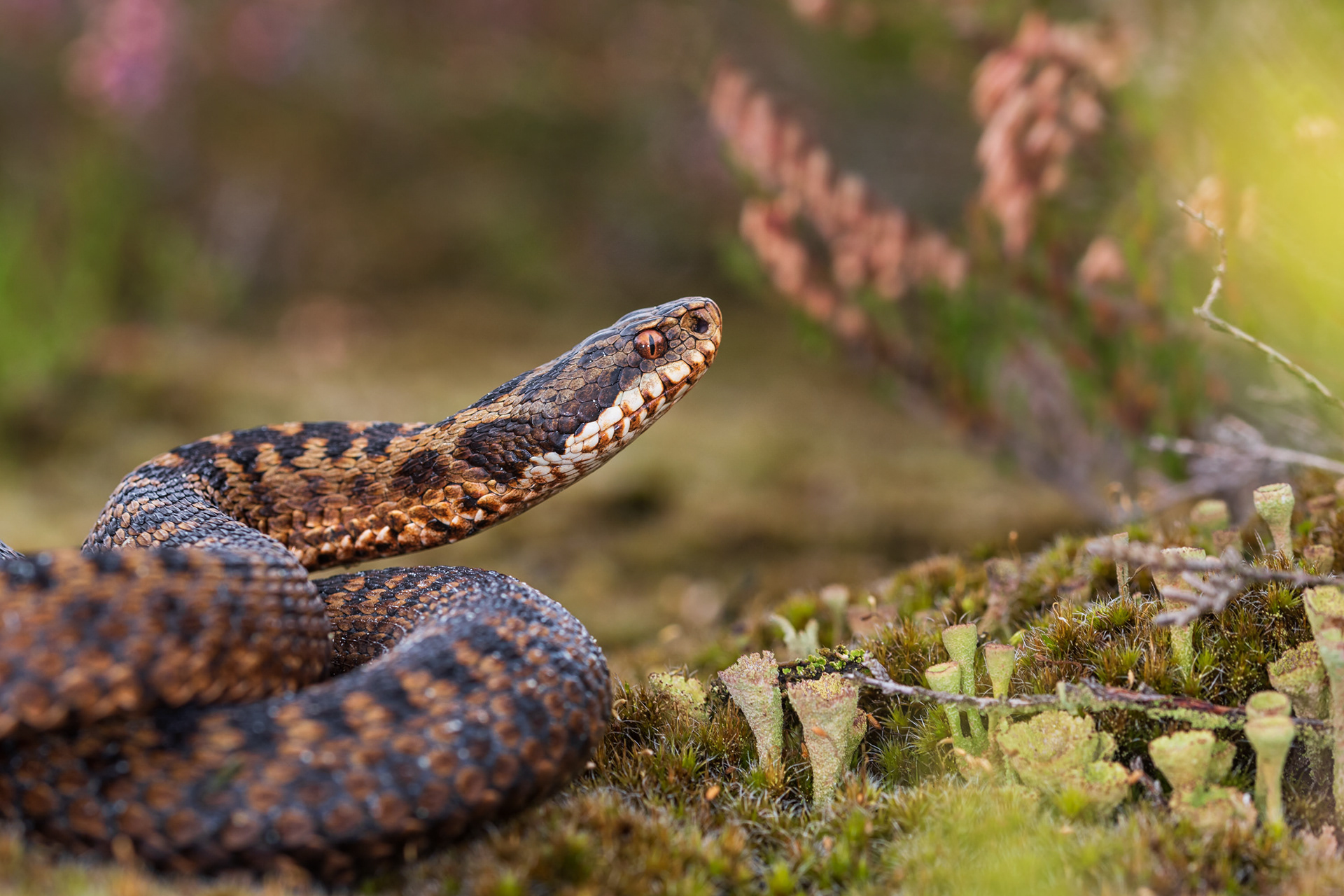Adult femalte viper