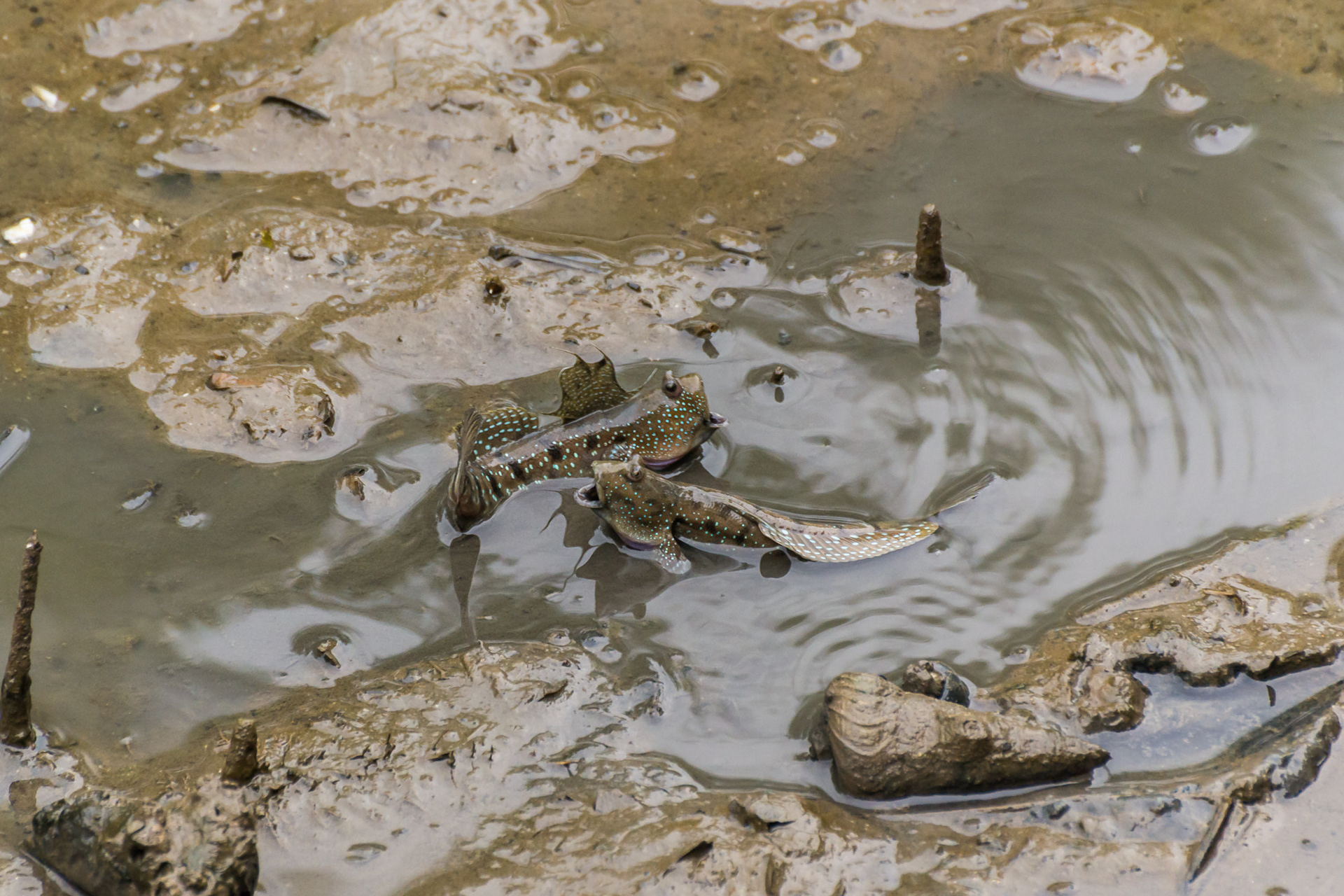Blue-spotted mudskippers having an argument